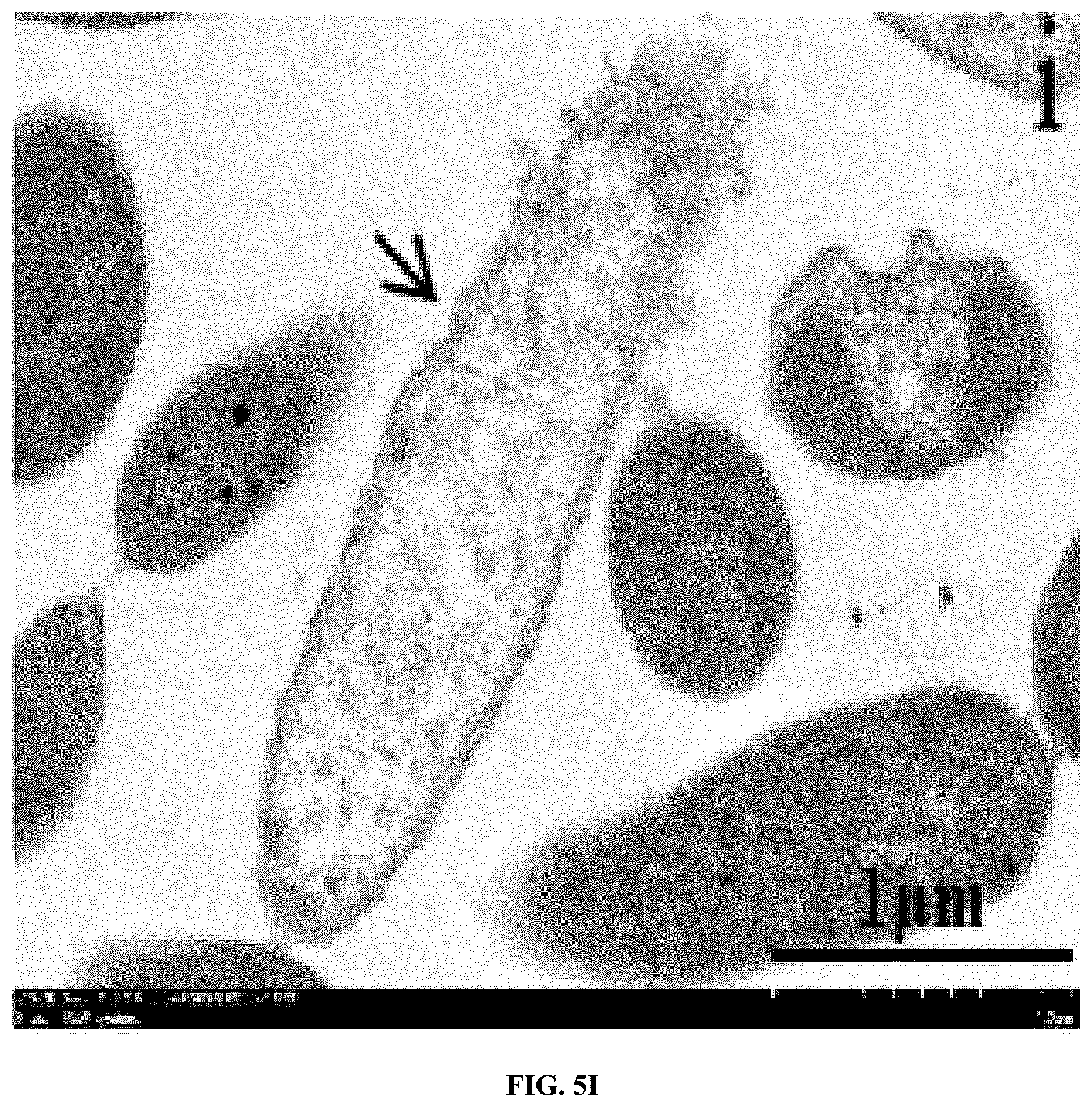 Patent US12448414 Figure 13 – Antimicrobial peptide (AMP) for controlling Pseudomonas syringae pv. actinidiae (PSA) and preparation method and use thereof