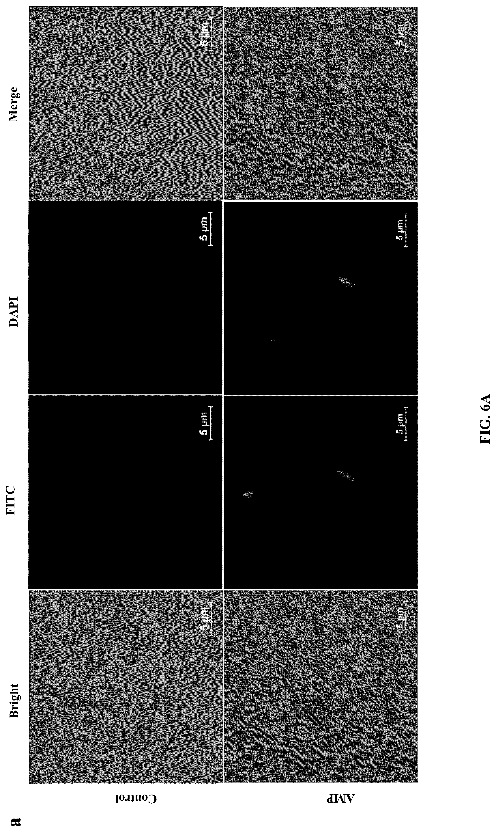 Patent US12448414 Figure 14 – Antimicrobial peptide (AMP) for controlling Pseudomonas syringae pv. actinidiae (PSA) and preparation method and use thereof
