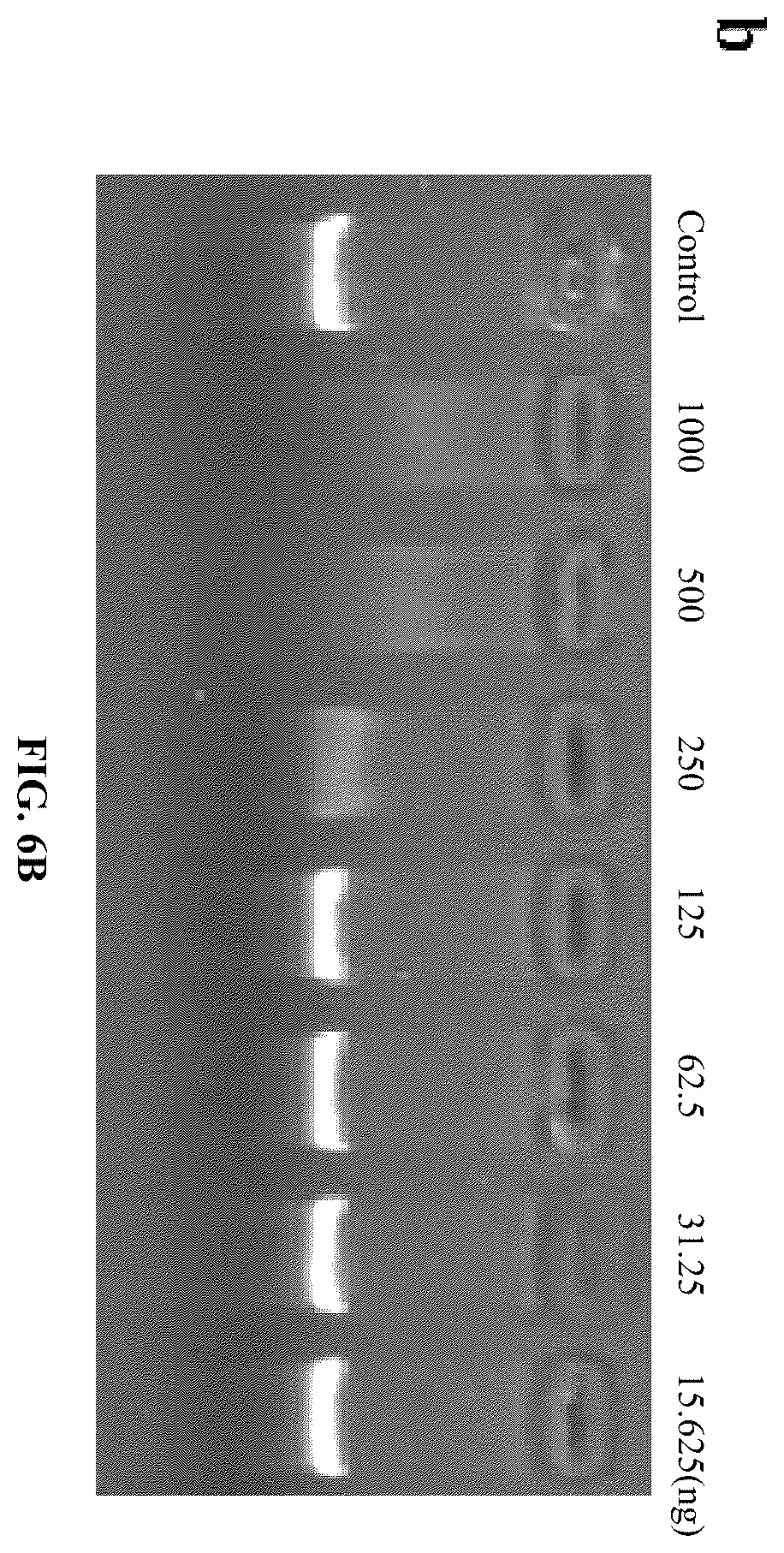 Patent US12448414 Figure 15 – Antimicrobial peptide (AMP) for controlling Pseudomonas syringae pv. actinidiae (PSA) and preparation method and use thereof