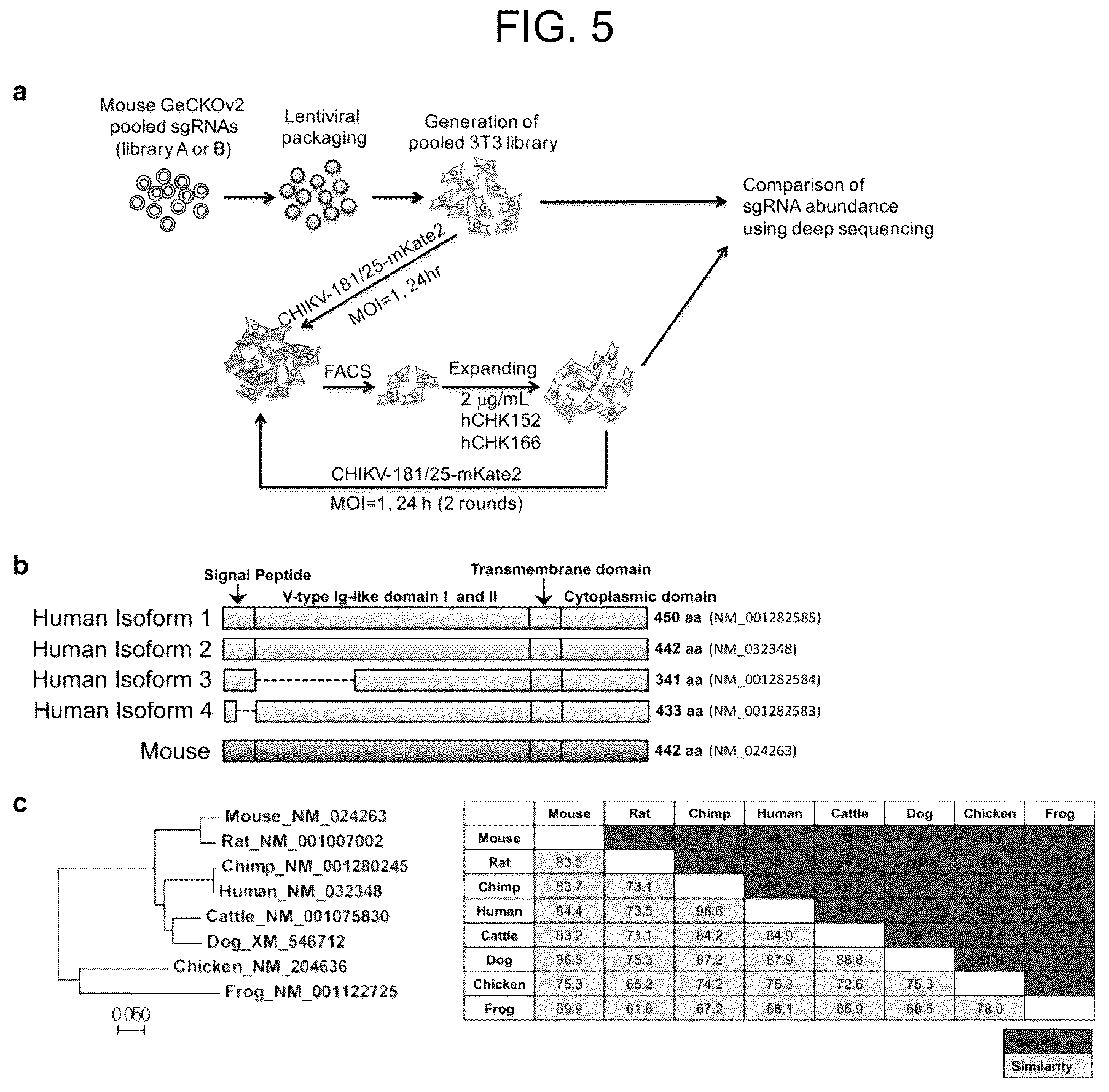 Patent US12448415 Figure 5 – Compositions and methods for inhibition of alphavirus infection