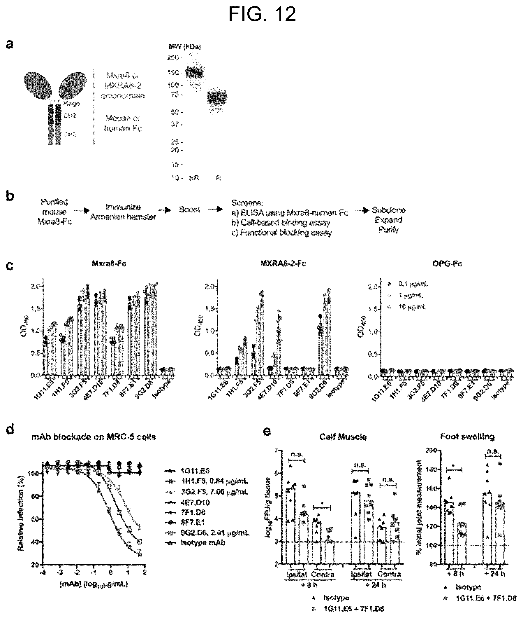 Patent US12448415 Figure 12 – Compositions and methods for inhibition of alphavirus infection