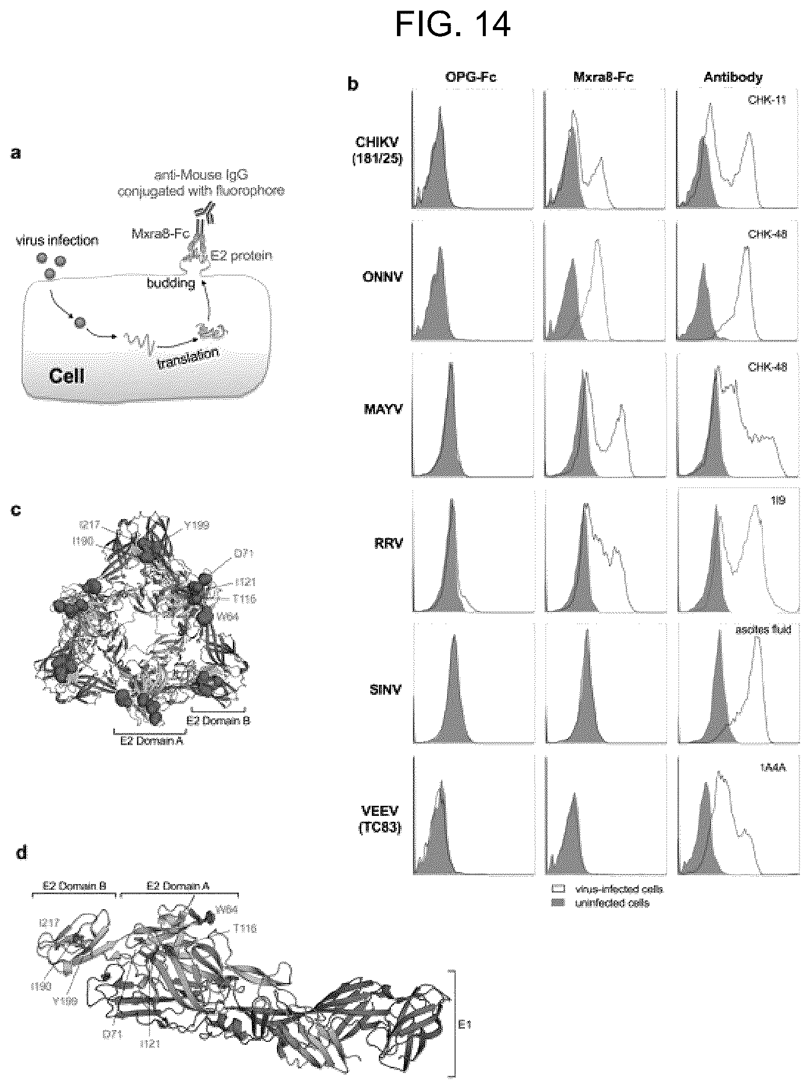 Patent US12448415 Figure 14 – Compositions and methods for inhibition of alphavirus infection