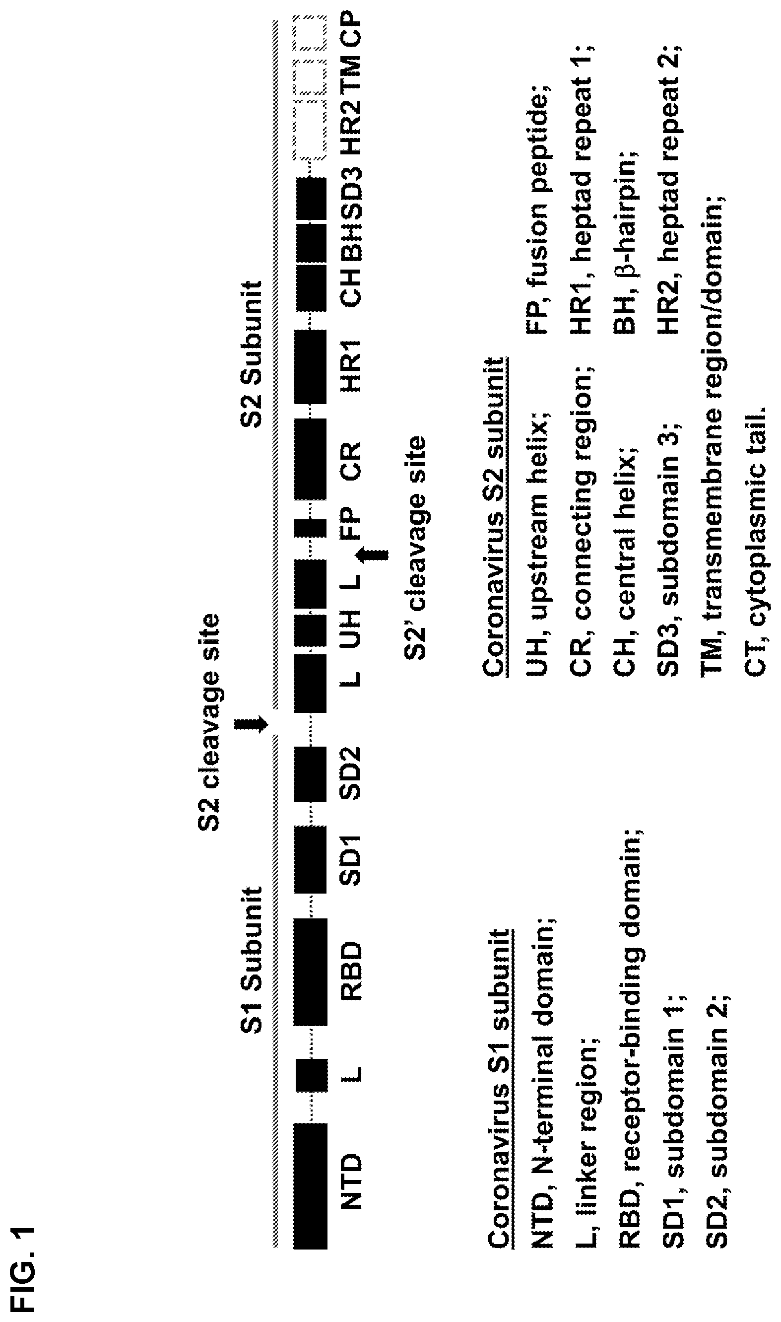 Patent US12448416 Figure 1 – Stabilized coronavirus spike (s) protein immunogens and related vaccines
