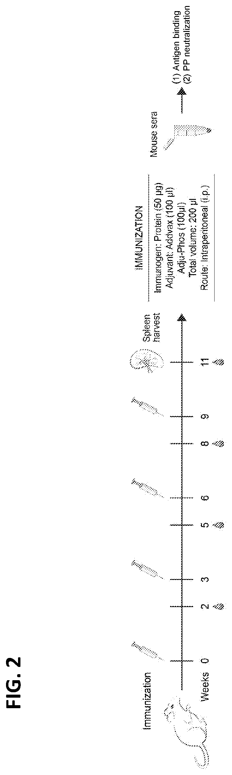 Patent US12448416 Figure 2 – Stabilized coronavirus spike (s) protein immunogens and related vaccines
