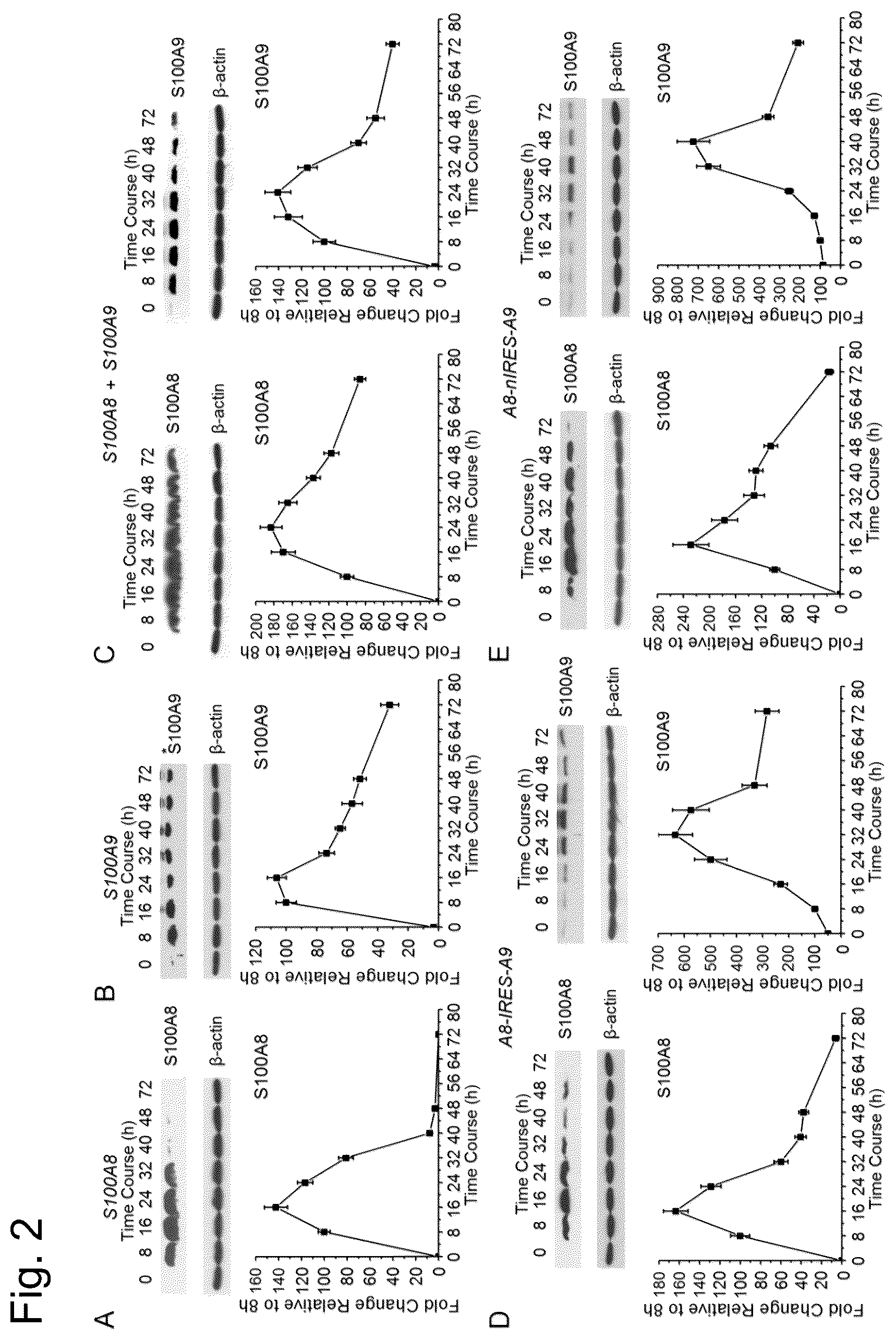 Patent US12448421 Figure 2 – Non-transgene transfection for therapeutic purposes