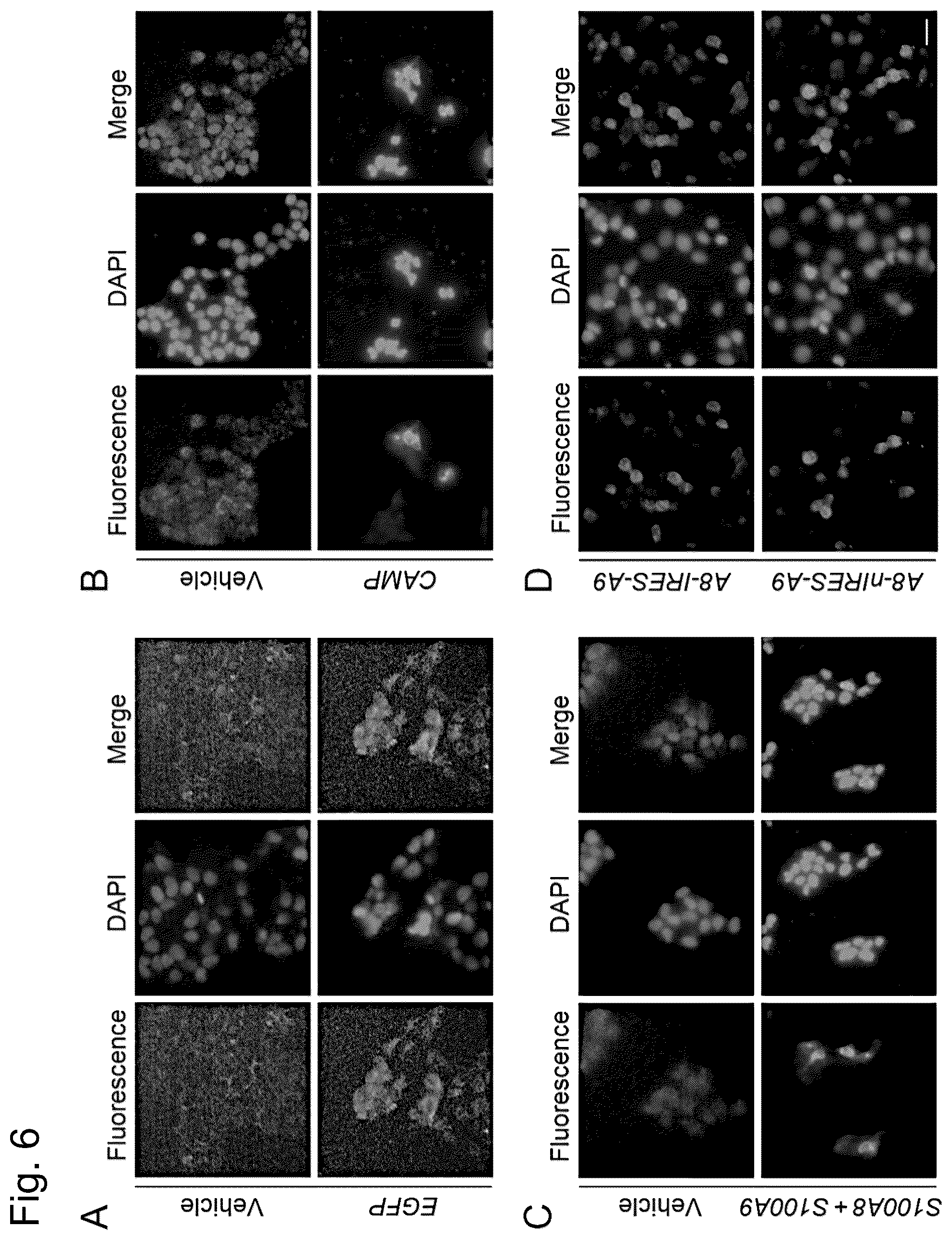 Patent US12448421 Figure 6 – Non-transgene transfection for therapeutic purposes