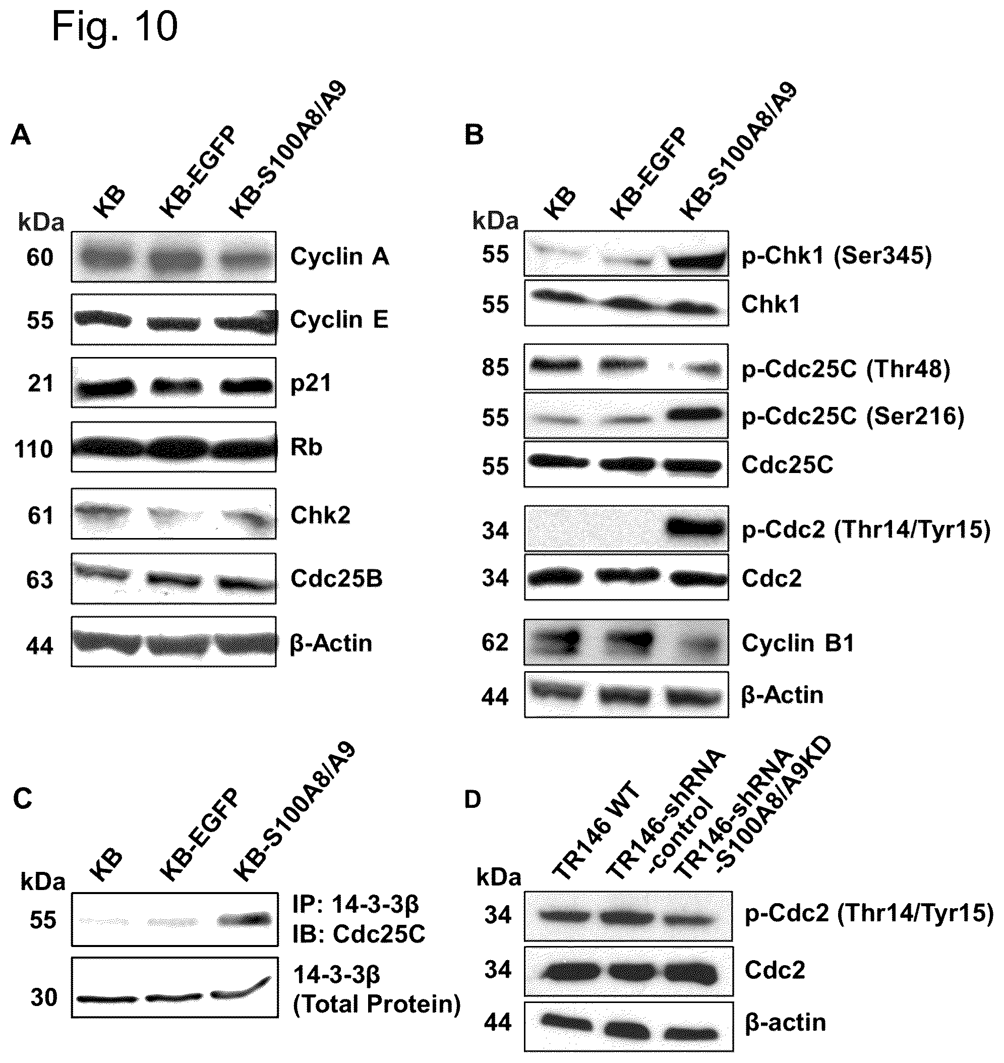 Patent US12448421 Figure 10 – Non-transgene transfection for therapeutic purposes
