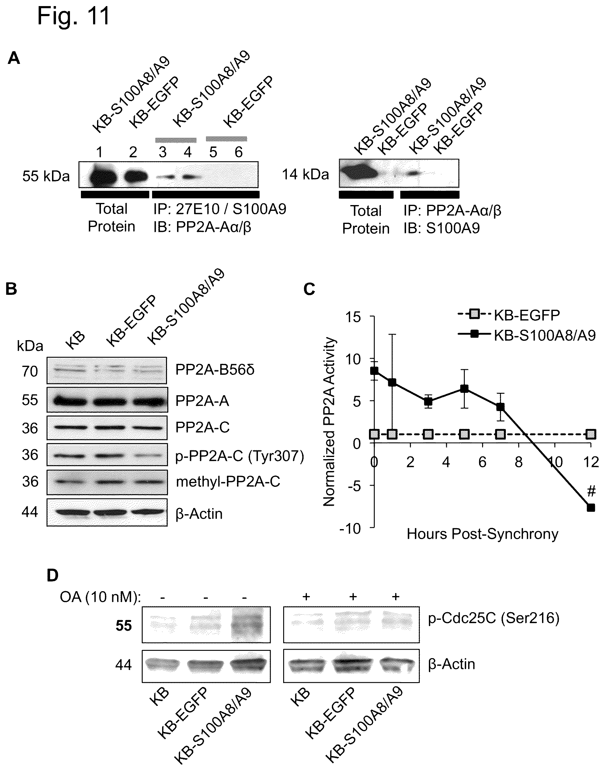 Patent US12448421 Figure 11 – Non-transgene transfection for therapeutic purposes