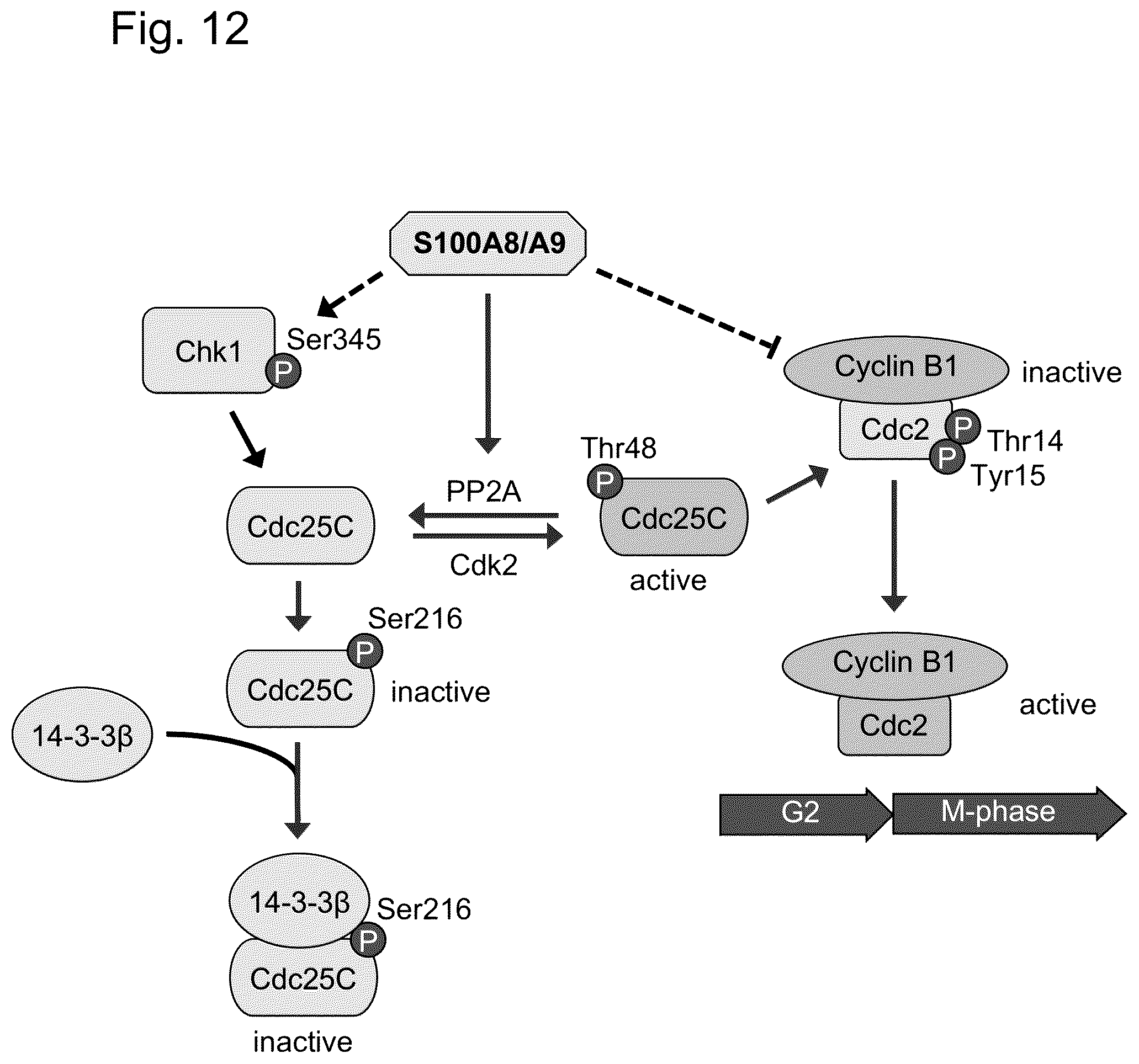 Patent US12448421 Figure 12 – Non-transgene transfection for therapeutic purposes