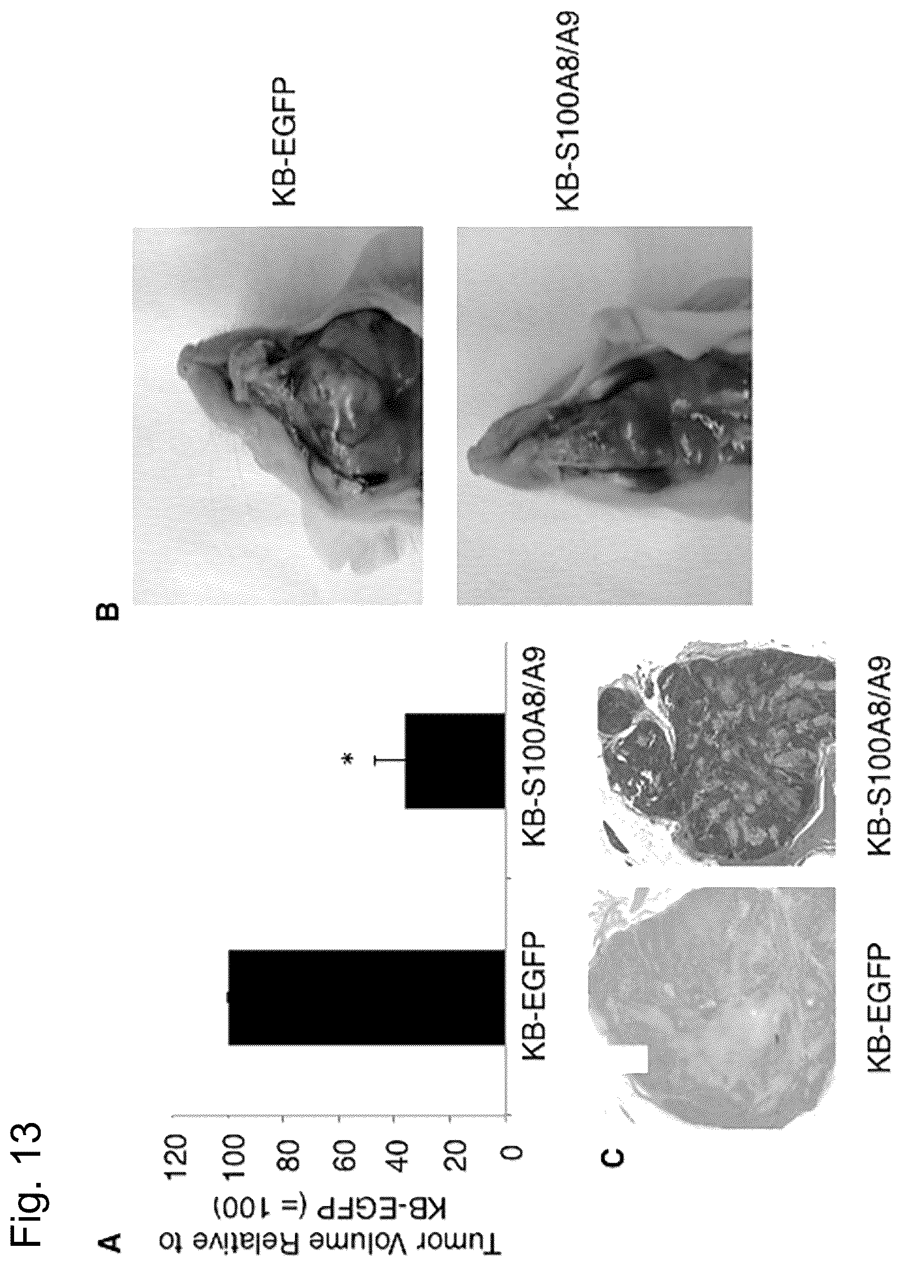 Patent US12448421 Figure 13 – Non-transgene transfection for therapeutic purposes