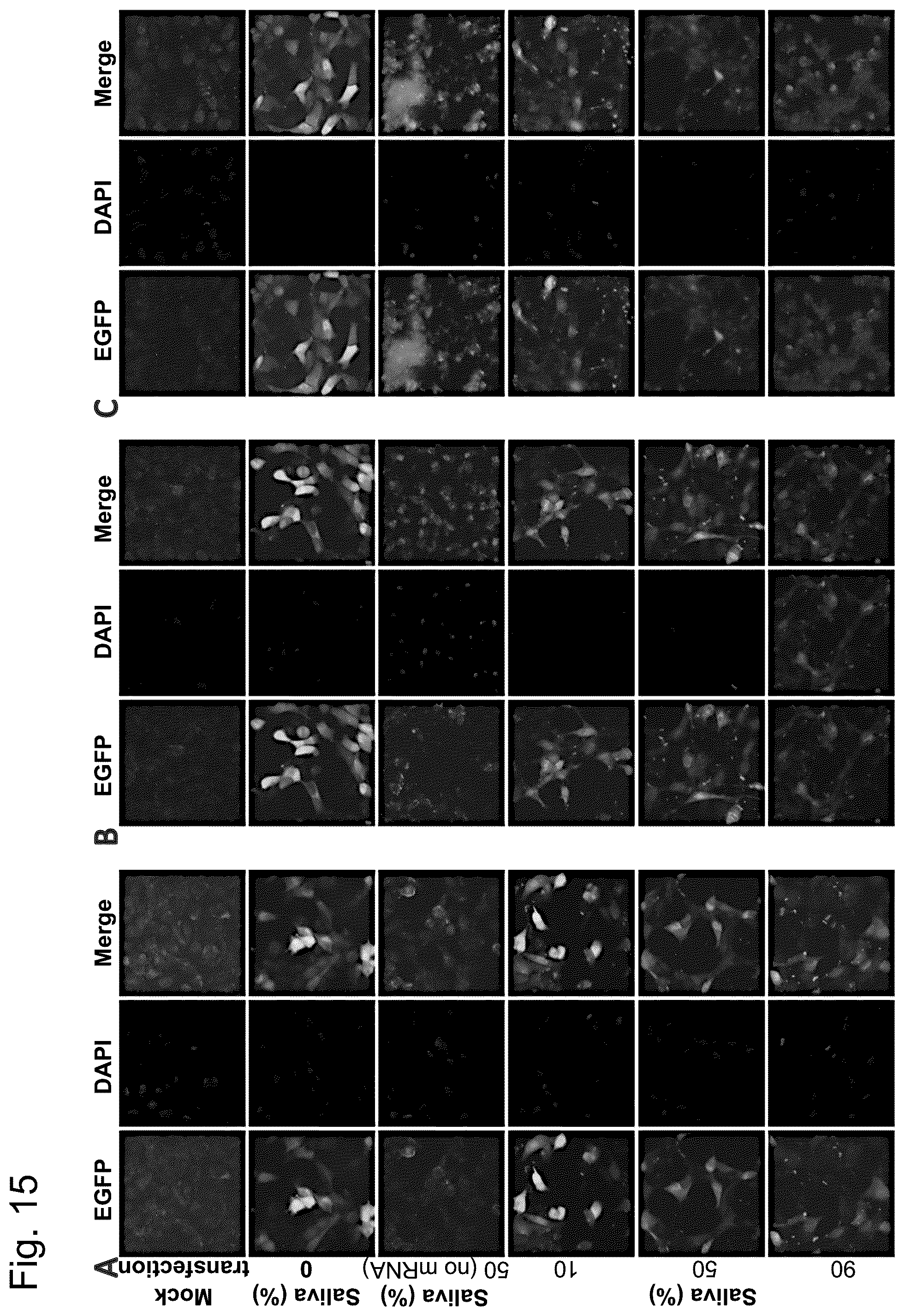Patent US12448421 Figure 15 – Non-transgene transfection for therapeutic purposes