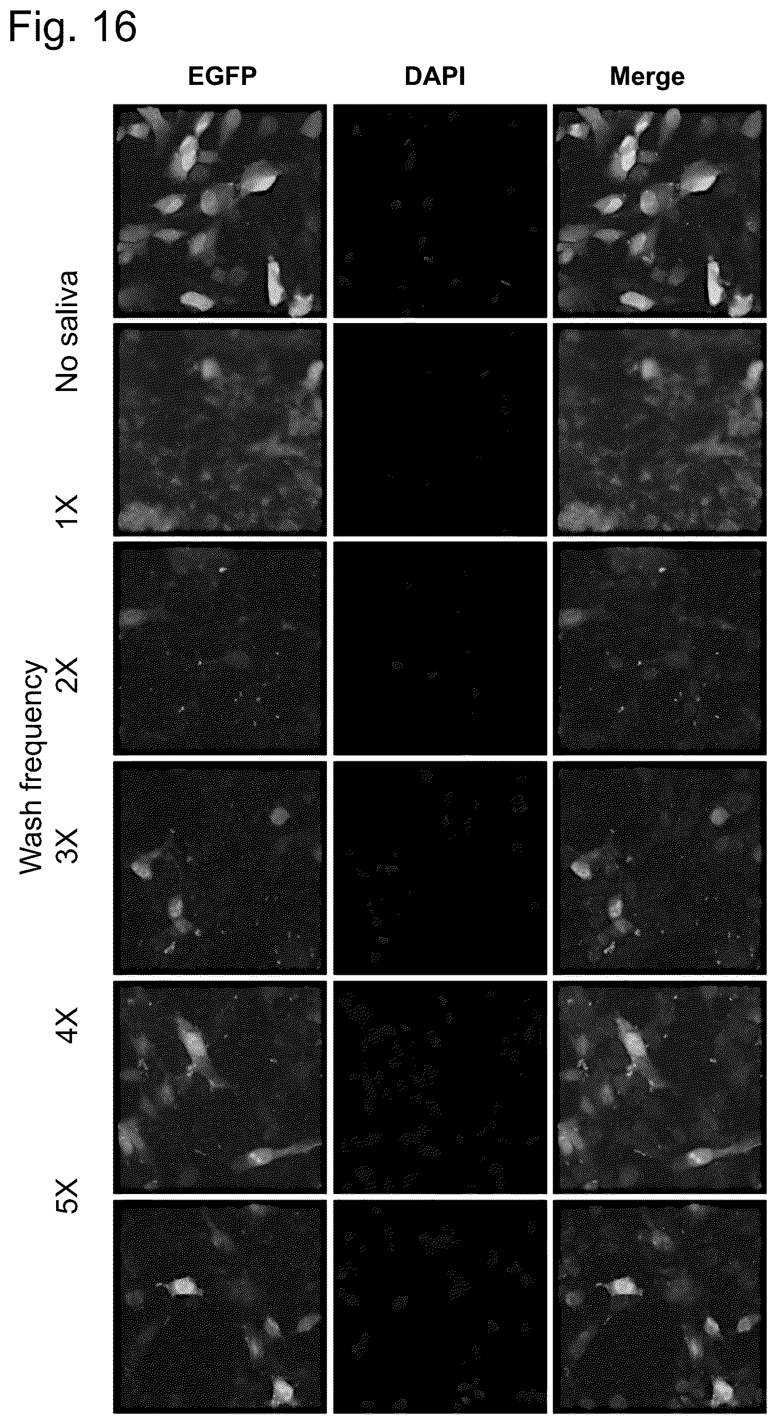 Patent US12448421 Figure 16 – Non-transgene transfection for therapeutic purposes