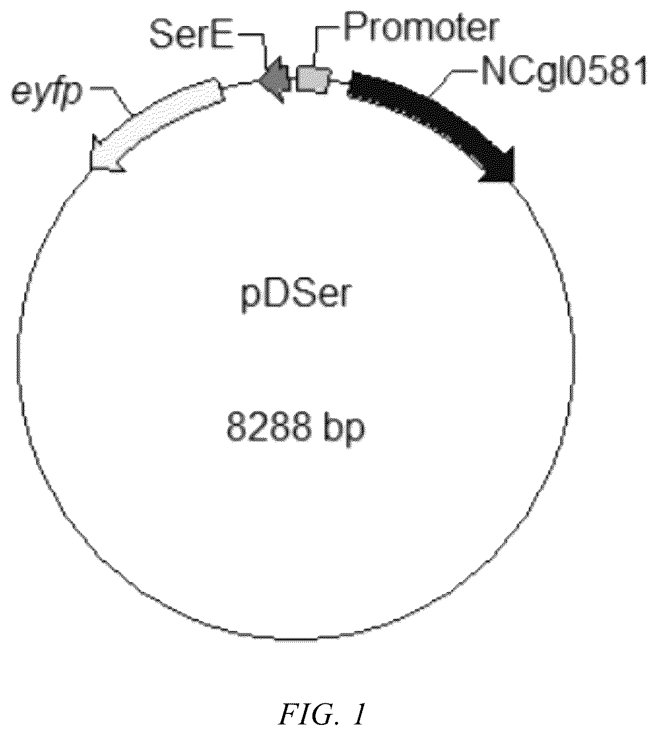 Patent US12448422 Figure 1 – Transcription factor NCgl0581 mutant and use thereof in L-serine detection