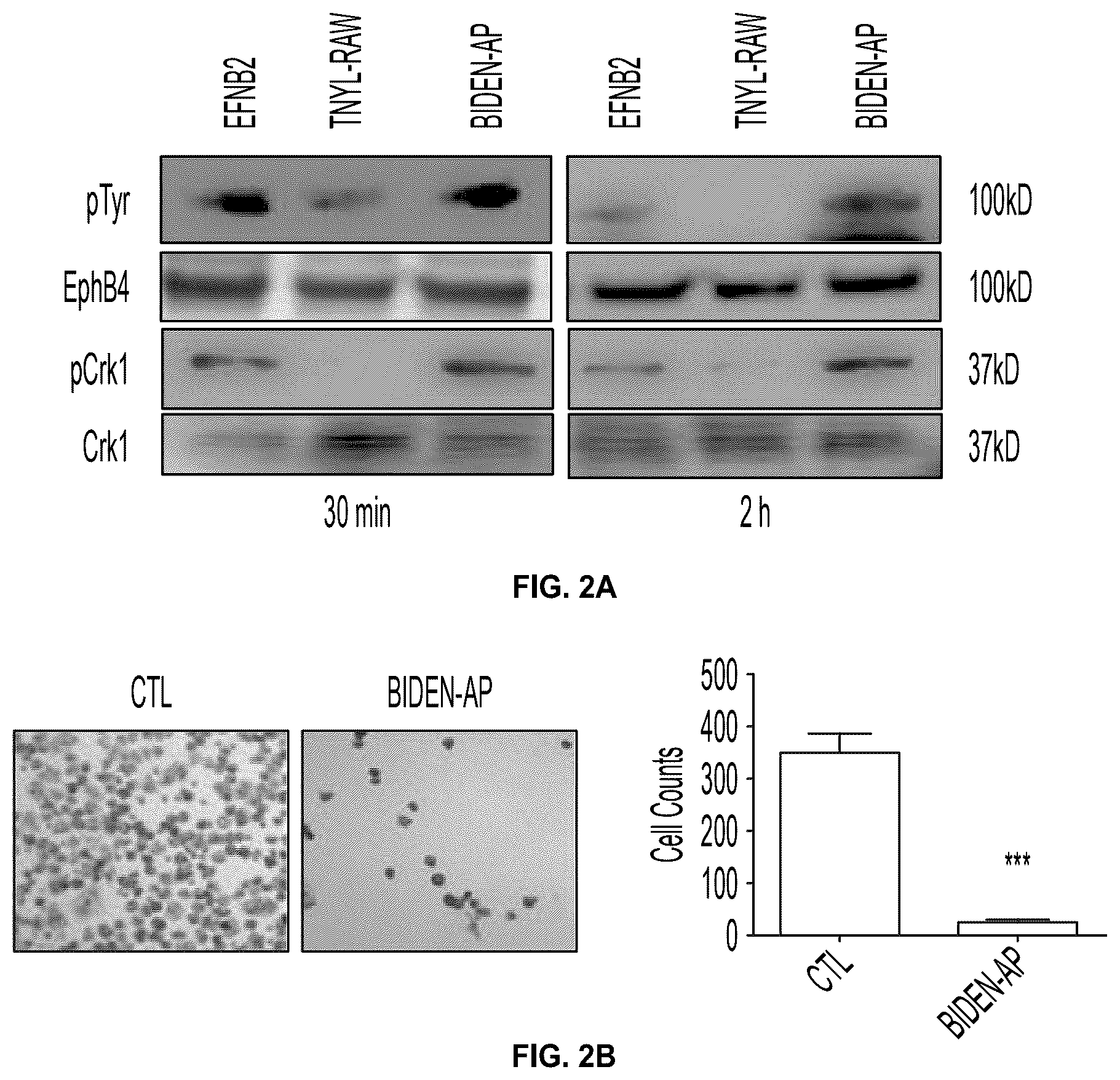 Patent US12448425 Figure 3 – Therapeutic peptides