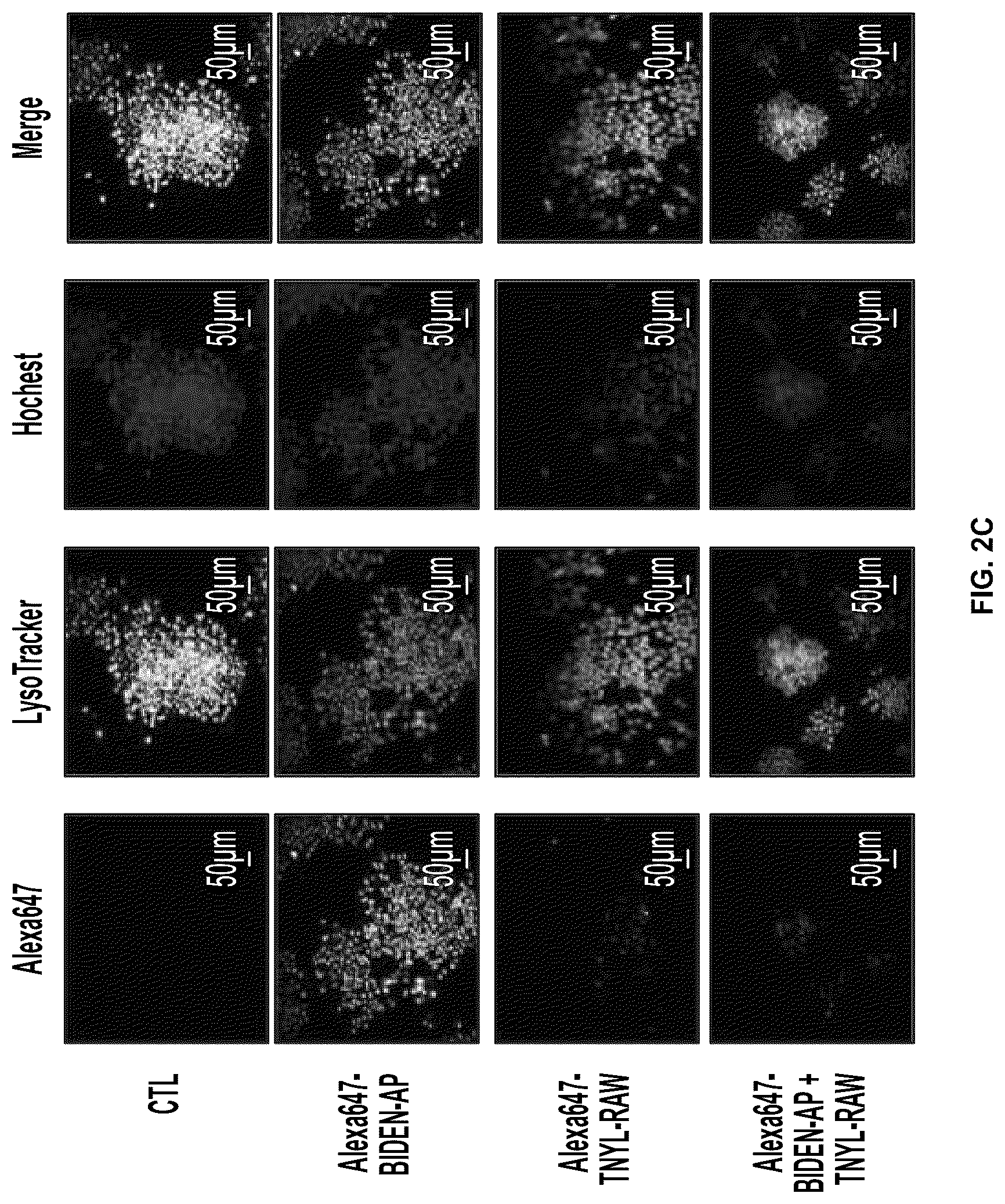 Patent US12448425 Figure 4 – Therapeutic peptides