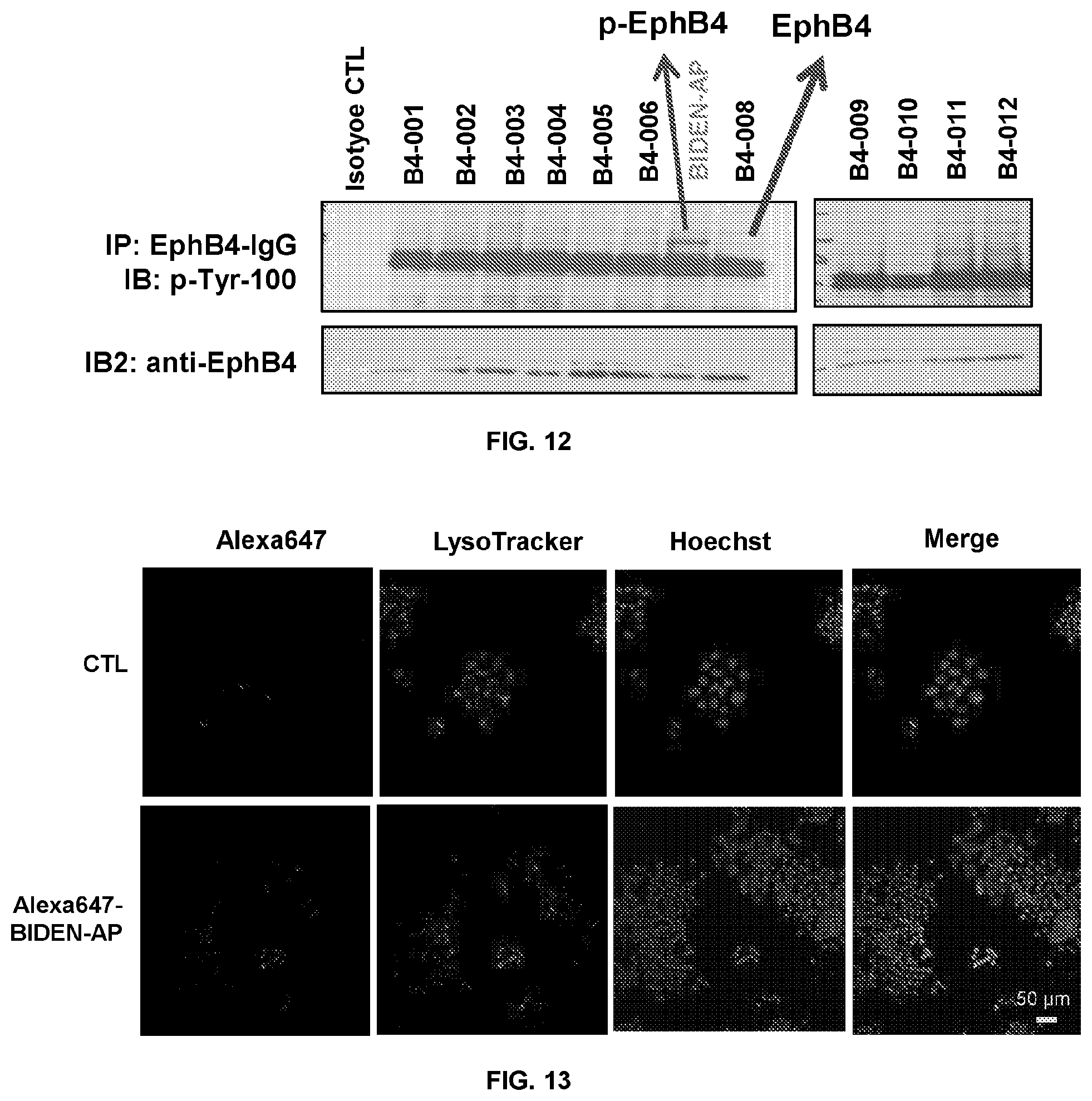 Patent US12448425 Figure 13 – Therapeutic peptides