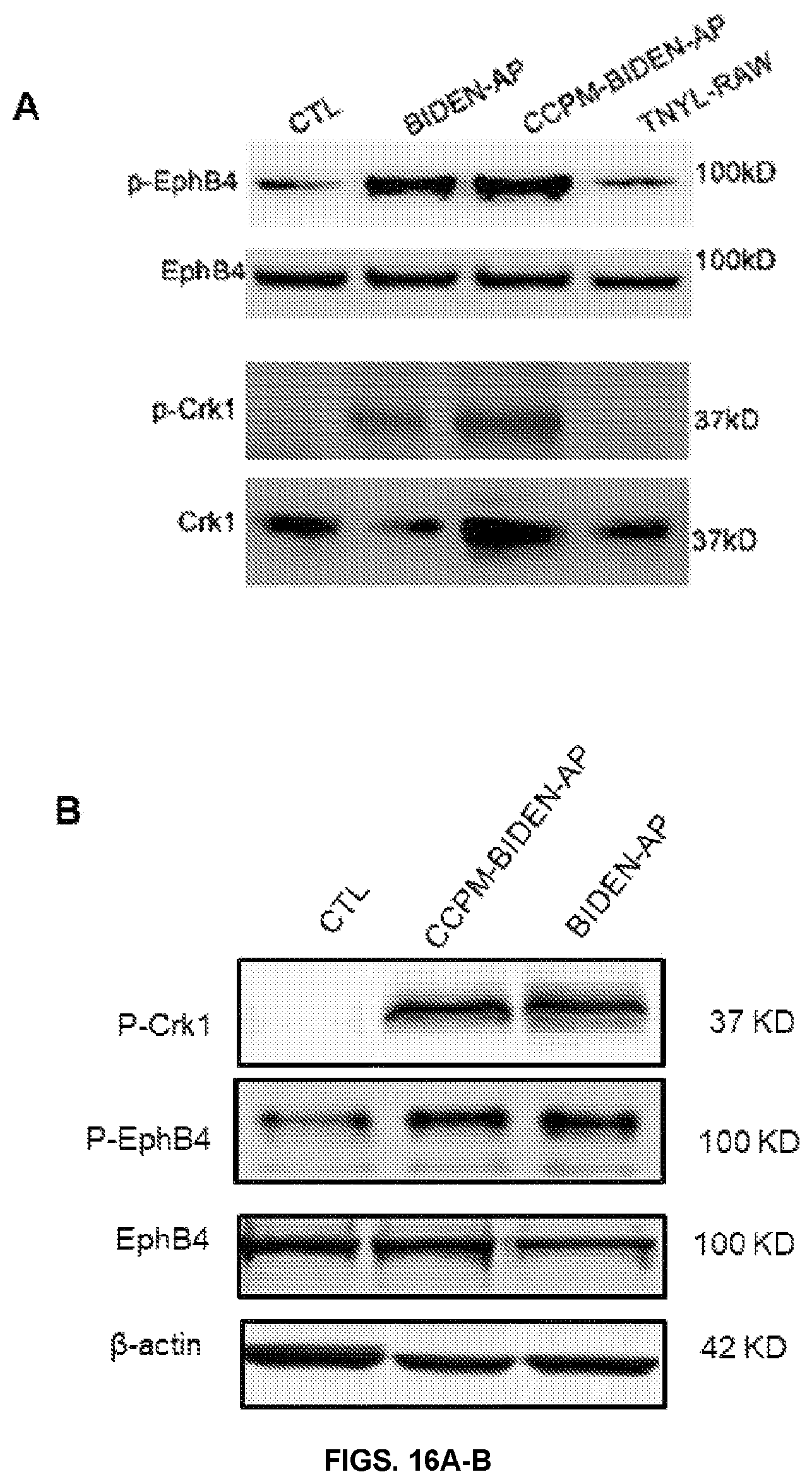Patent US12448425 Figure 15 – Therapeutic peptides