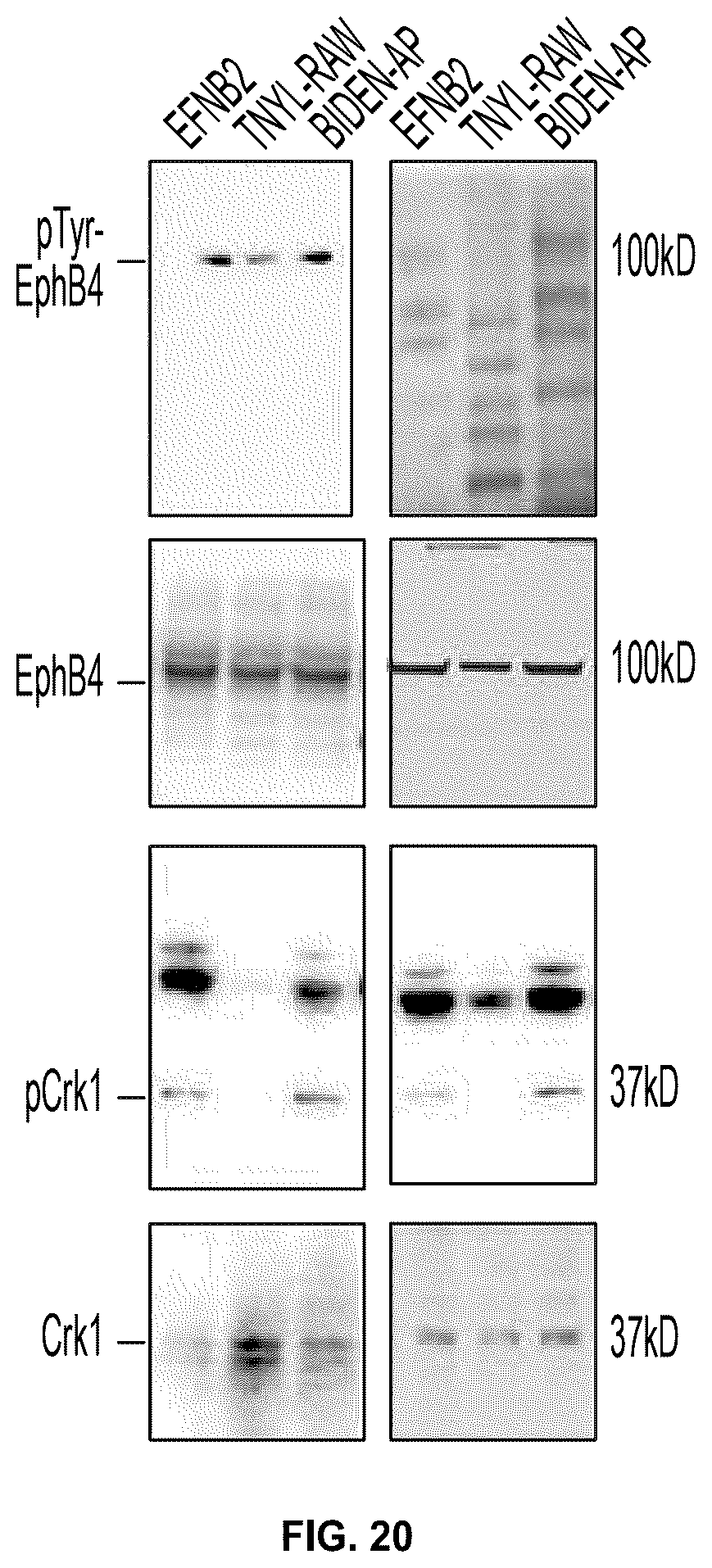 Patent US12448425 Figure 19 – Therapeutic peptides