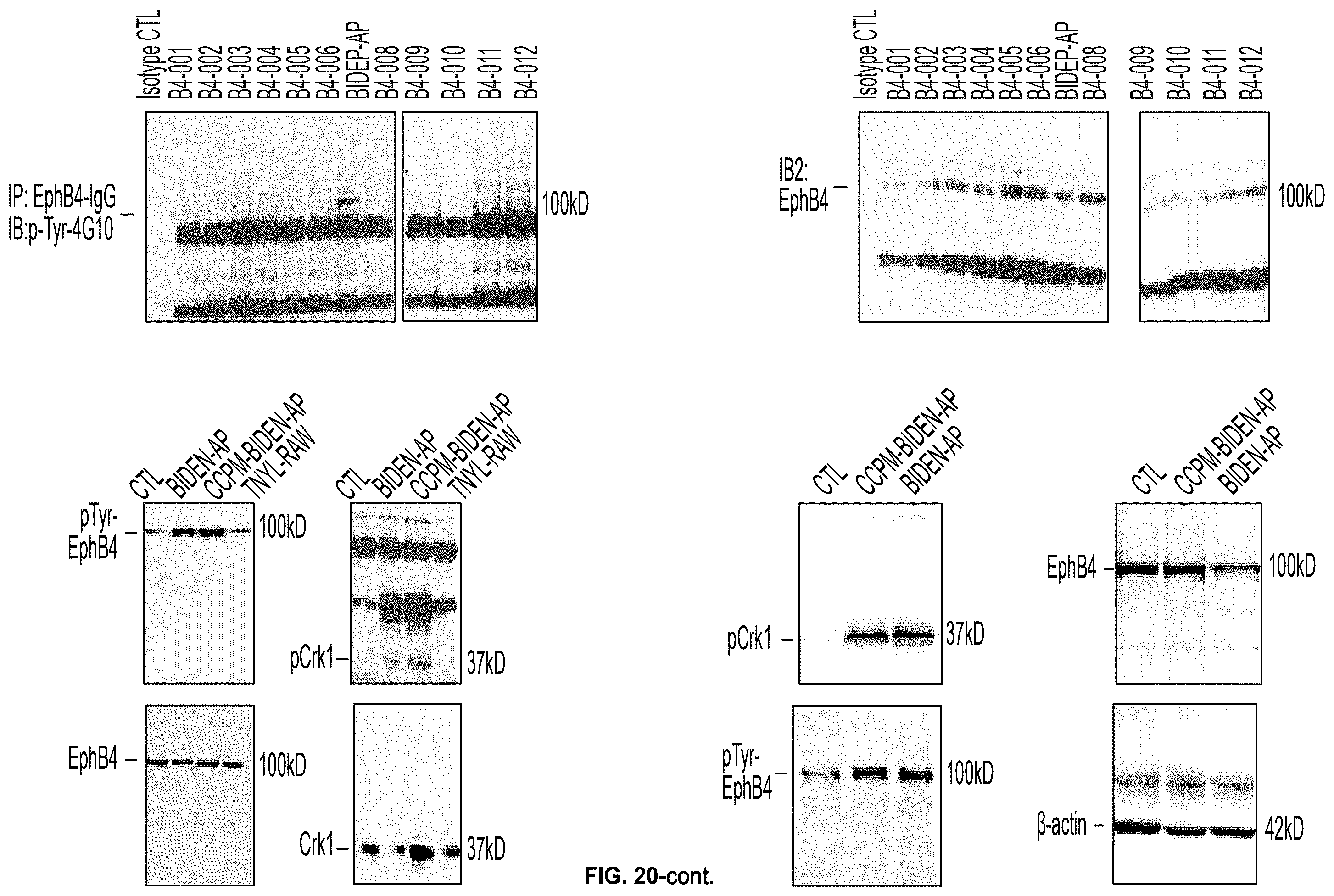 Patent US12448425 Figure 20 – Therapeutic peptides