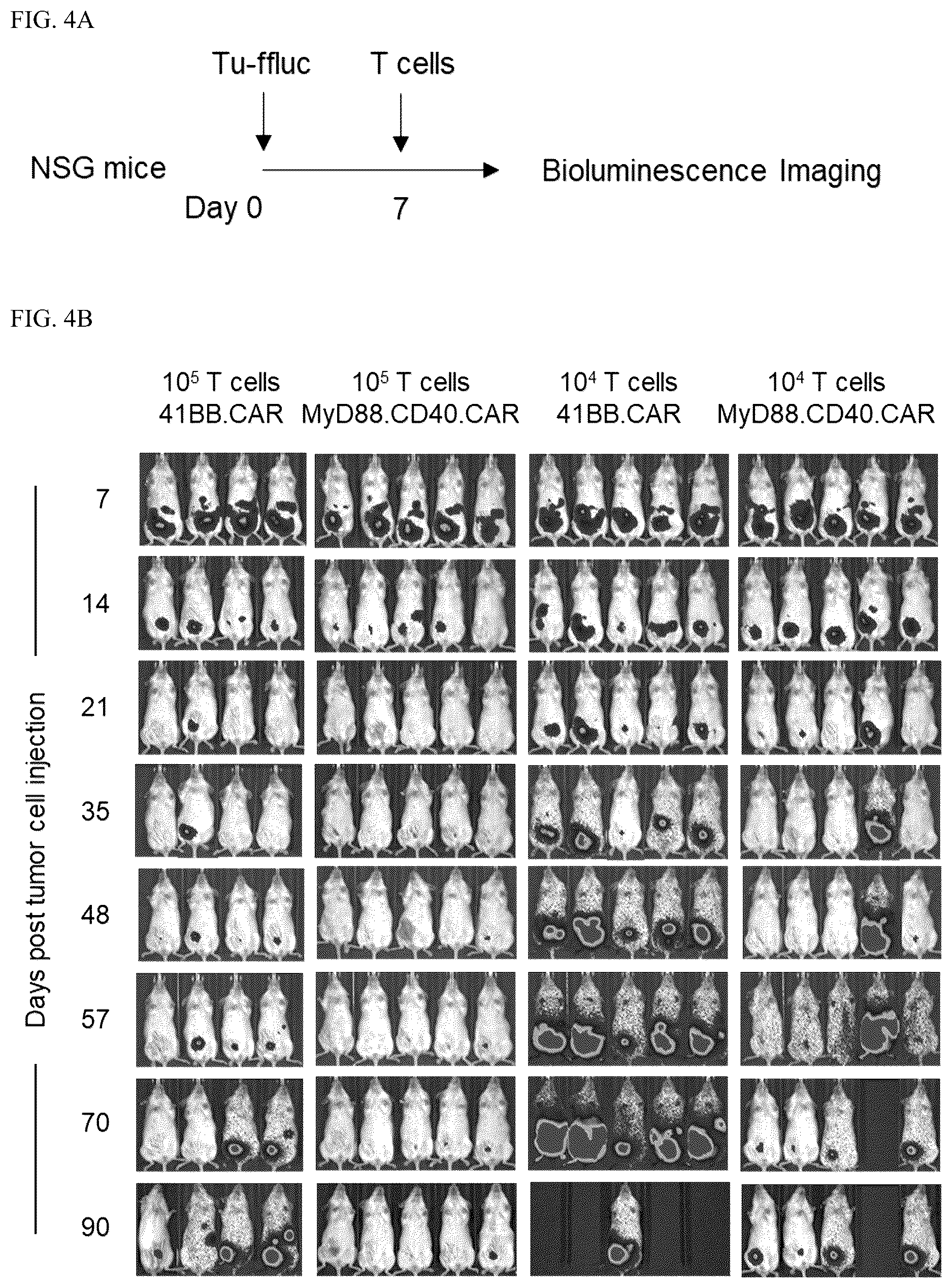 Patent US12448426 Figure 4 – Chimeric antigen receptors with MYD88 and CD40 costimulatory domains