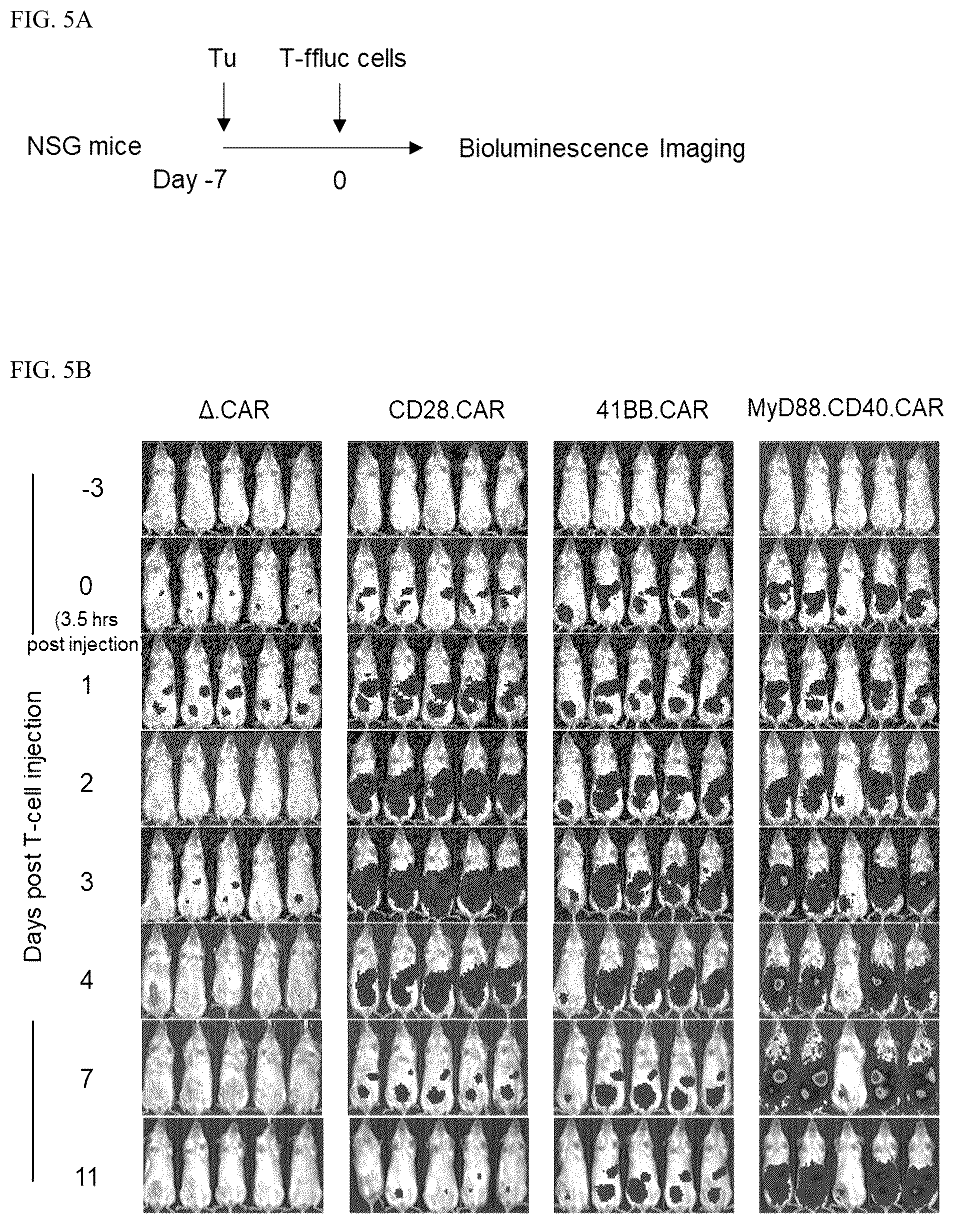 Patent US12448426 Figure 7 – Chimeric antigen receptors with MYD88 and CD40 costimulatory domains