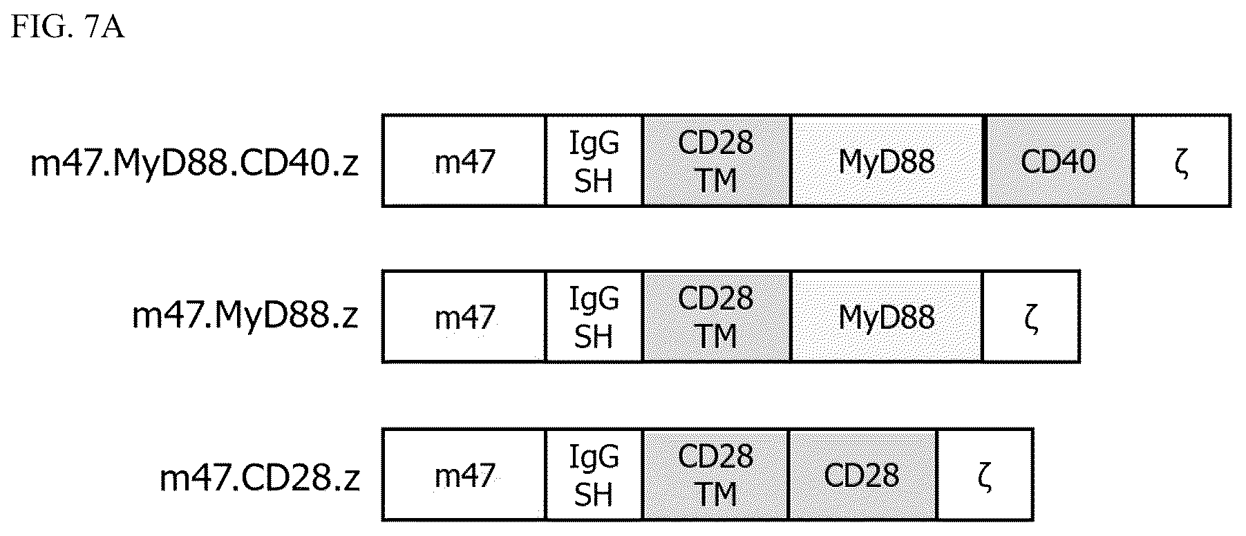 Patent US12448426 Figure 16 – Chimeric antigen receptors with MYD88 and CD40 costimulatory domains