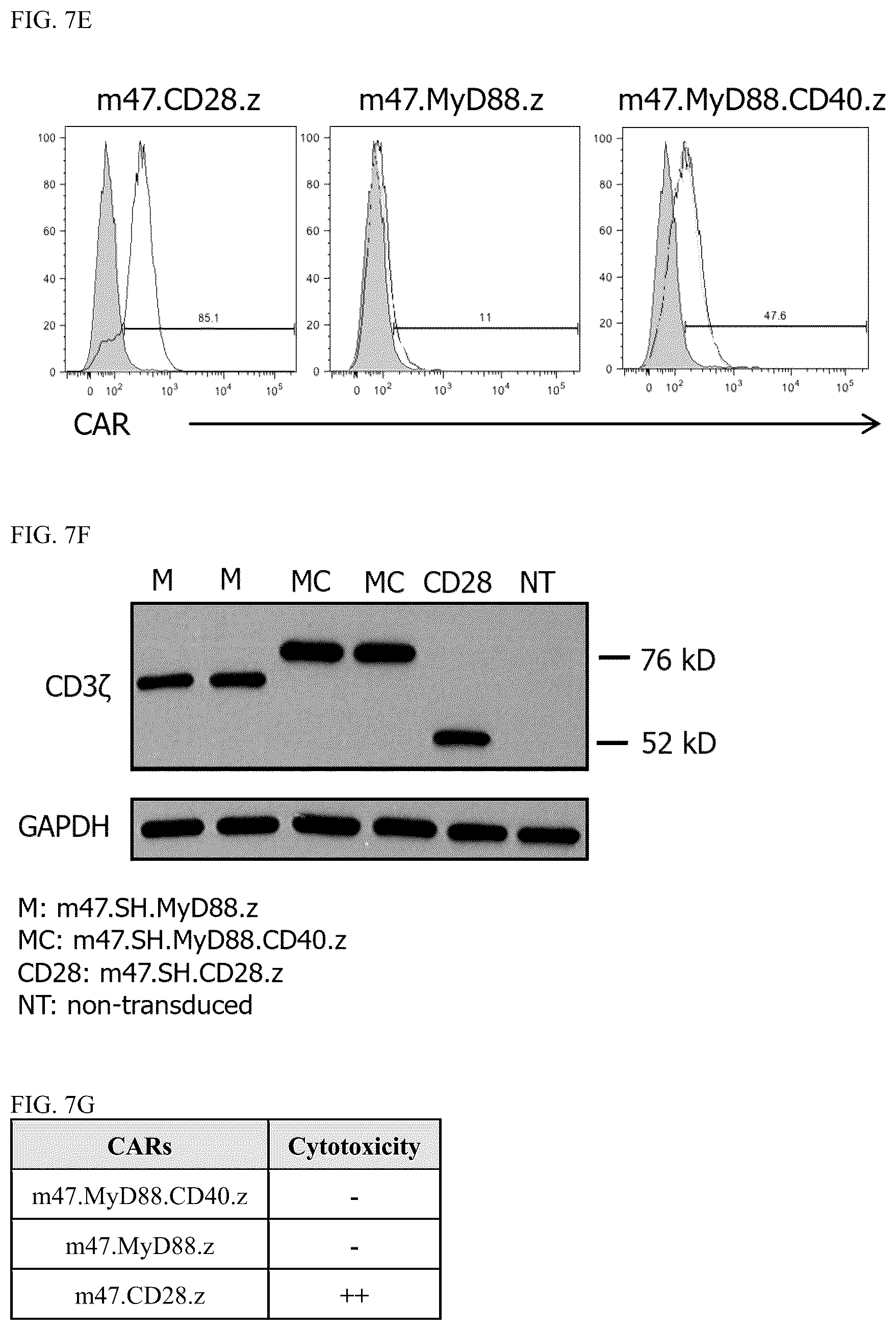 Patent US12448426 Figure 20 – Chimeric antigen receptors with MYD88 and CD40 costimulatory domains