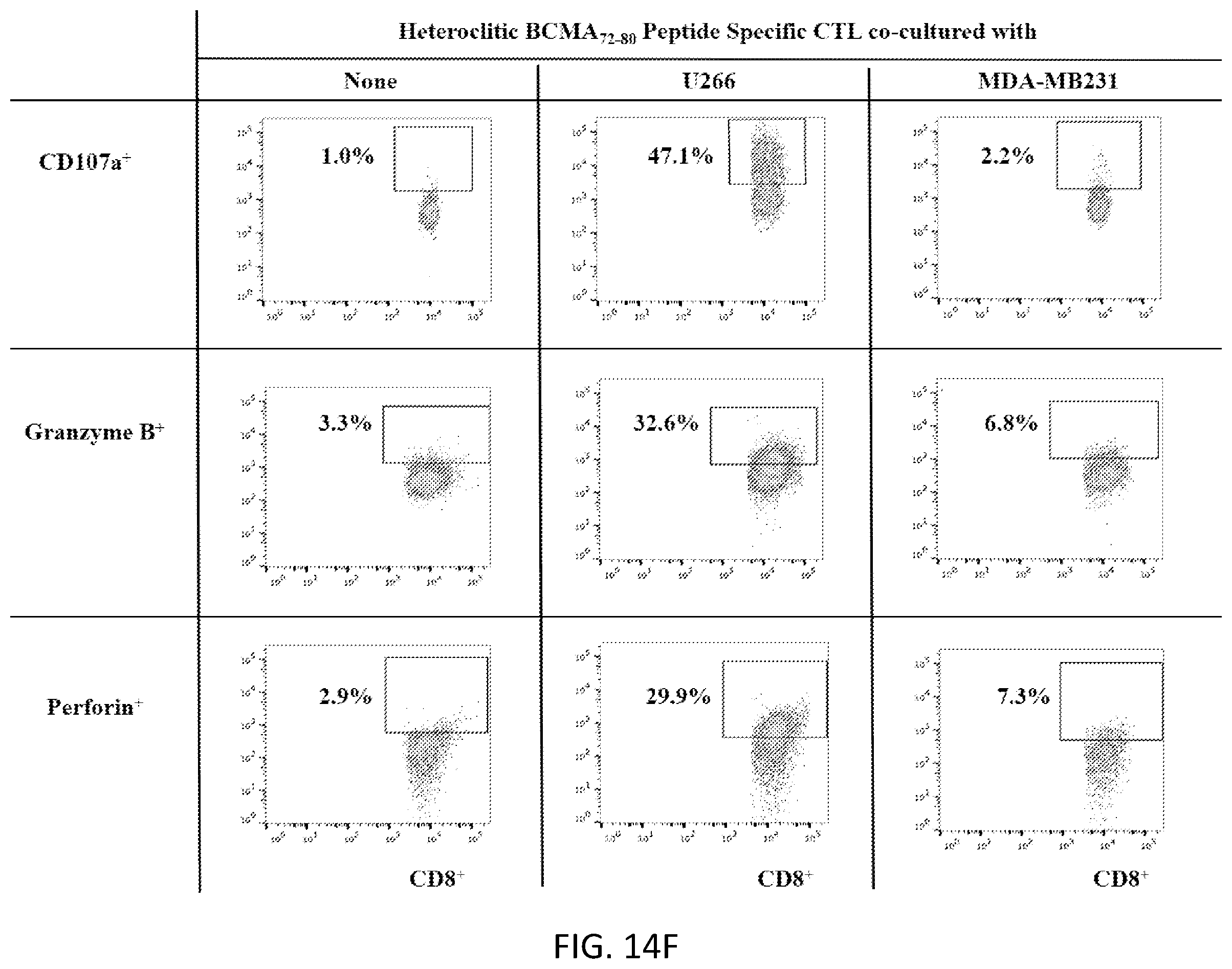 Patent US12448429 Figure 19 – T cell receptors specific to b-cell maturation antigen for treatment of cancer
