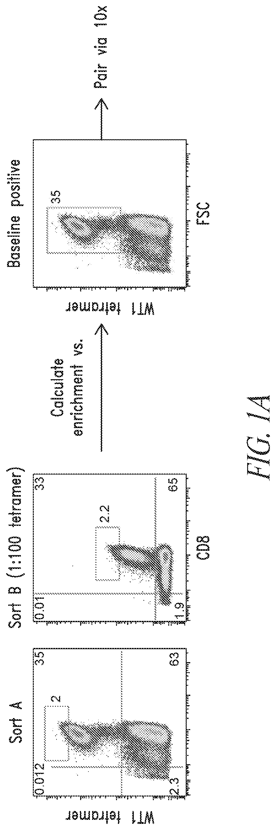 Patent US12448430 Figure 1 – High avidity WT1 T cell receptors and uses thereof
