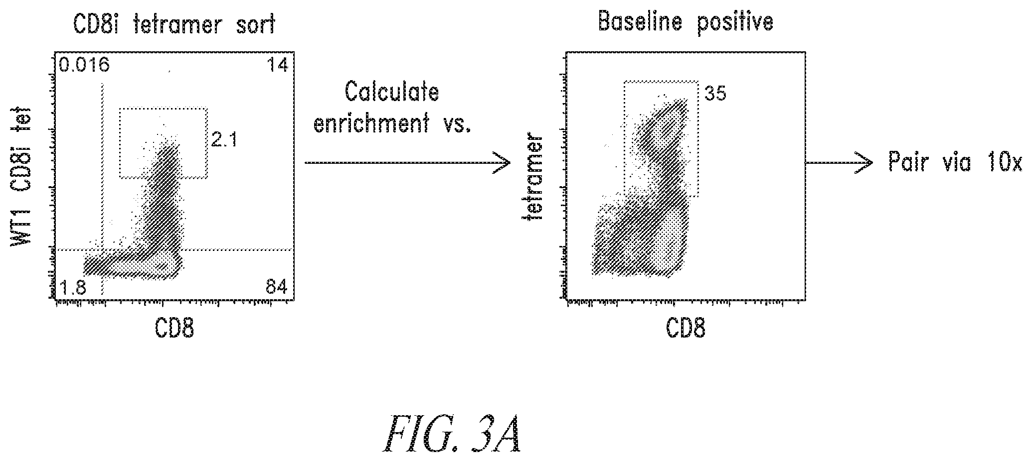 Patent US12448430 Figure 4 – High avidity WT1 T cell receptors and uses thereof