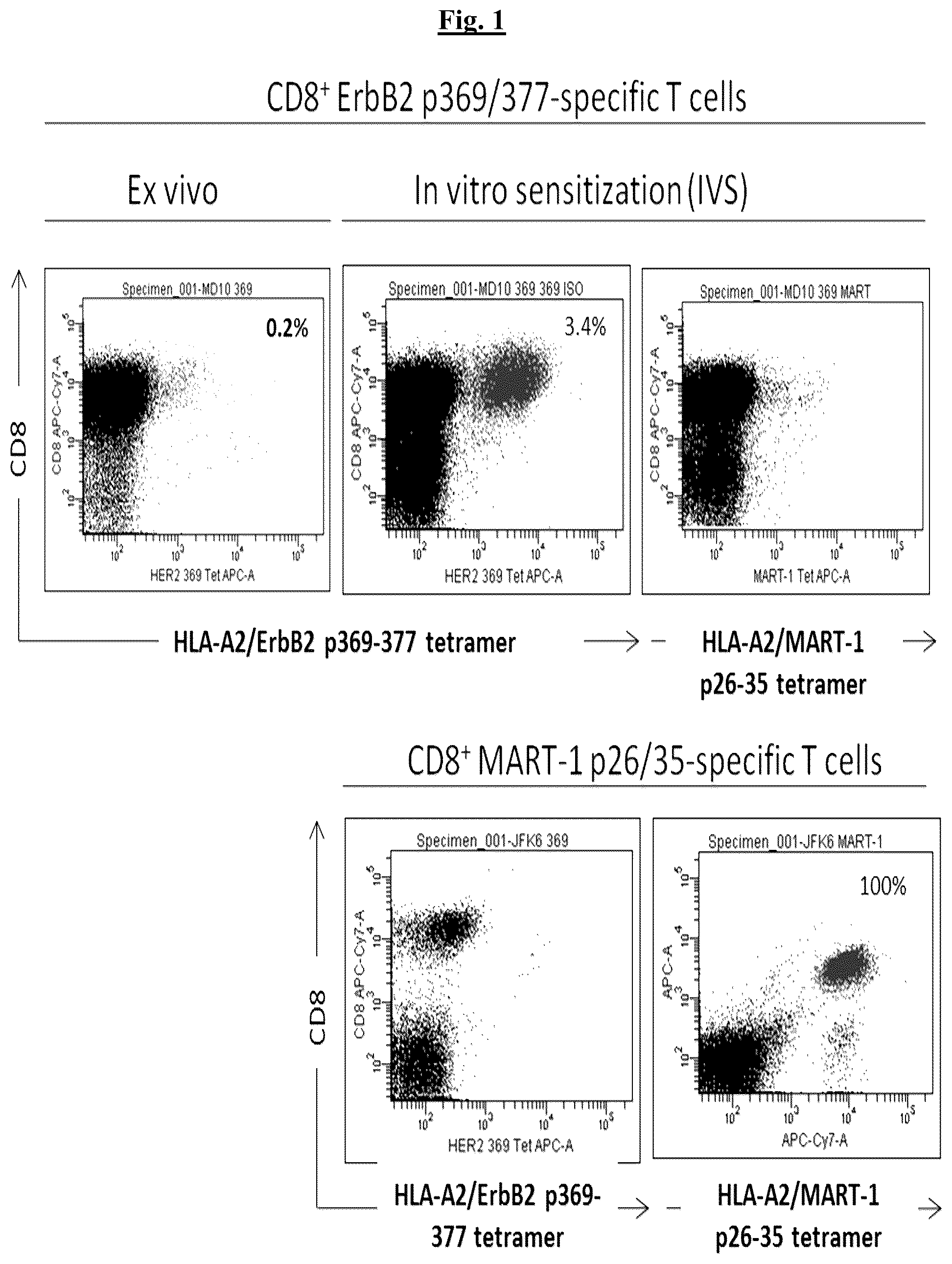 Patent US12448431 Figure 1 – Fully-human T-cell receptor specific for the 369-377 epitope derived from the Her2/neu (ERBB2) receptor protein