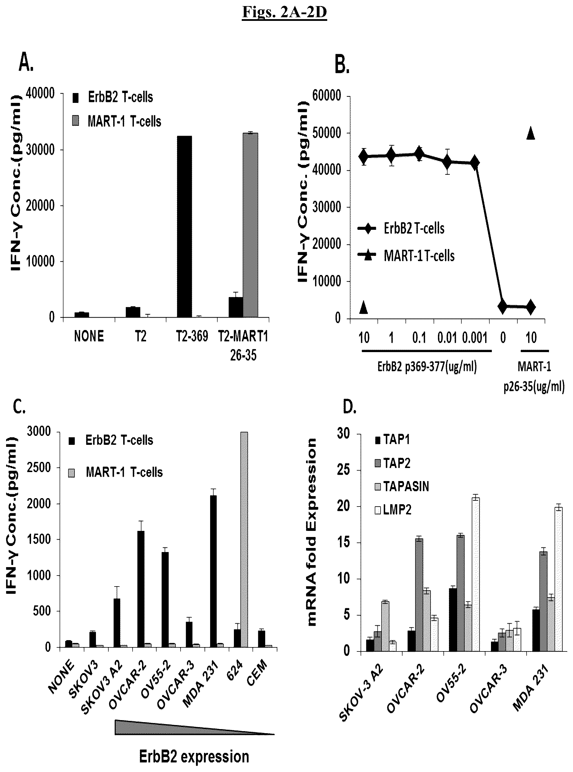 Patent US12448431 Figure 2 – Fully-human T-cell receptor specific for the 369-377 epitope derived from the Her2/neu (ERBB2) receptor protein