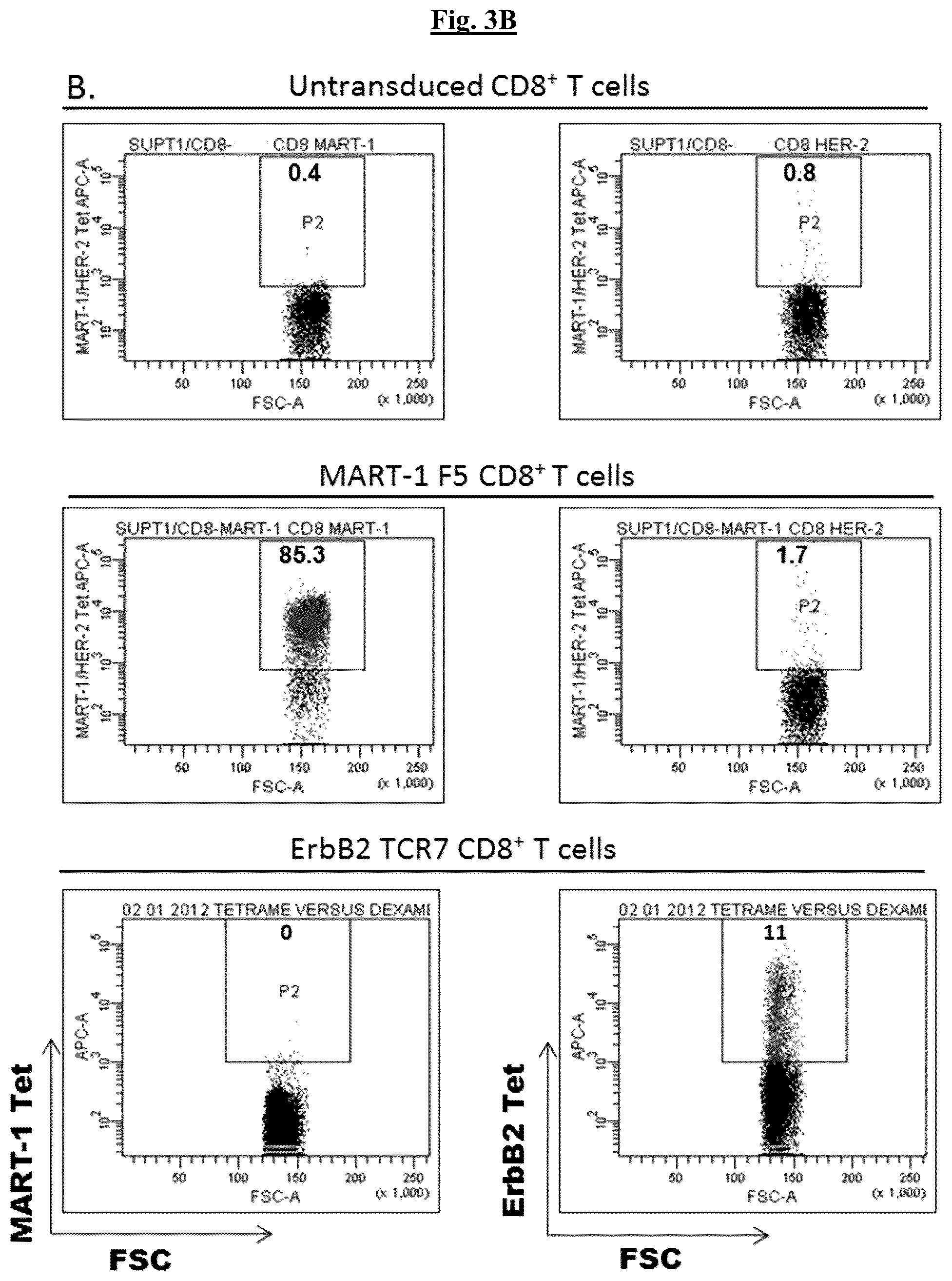 Patent US12448431 Figure 4 – Fully-human T-cell receptor specific for the 369-377 epitope derived from the Her2/neu (ERBB2) receptor protein