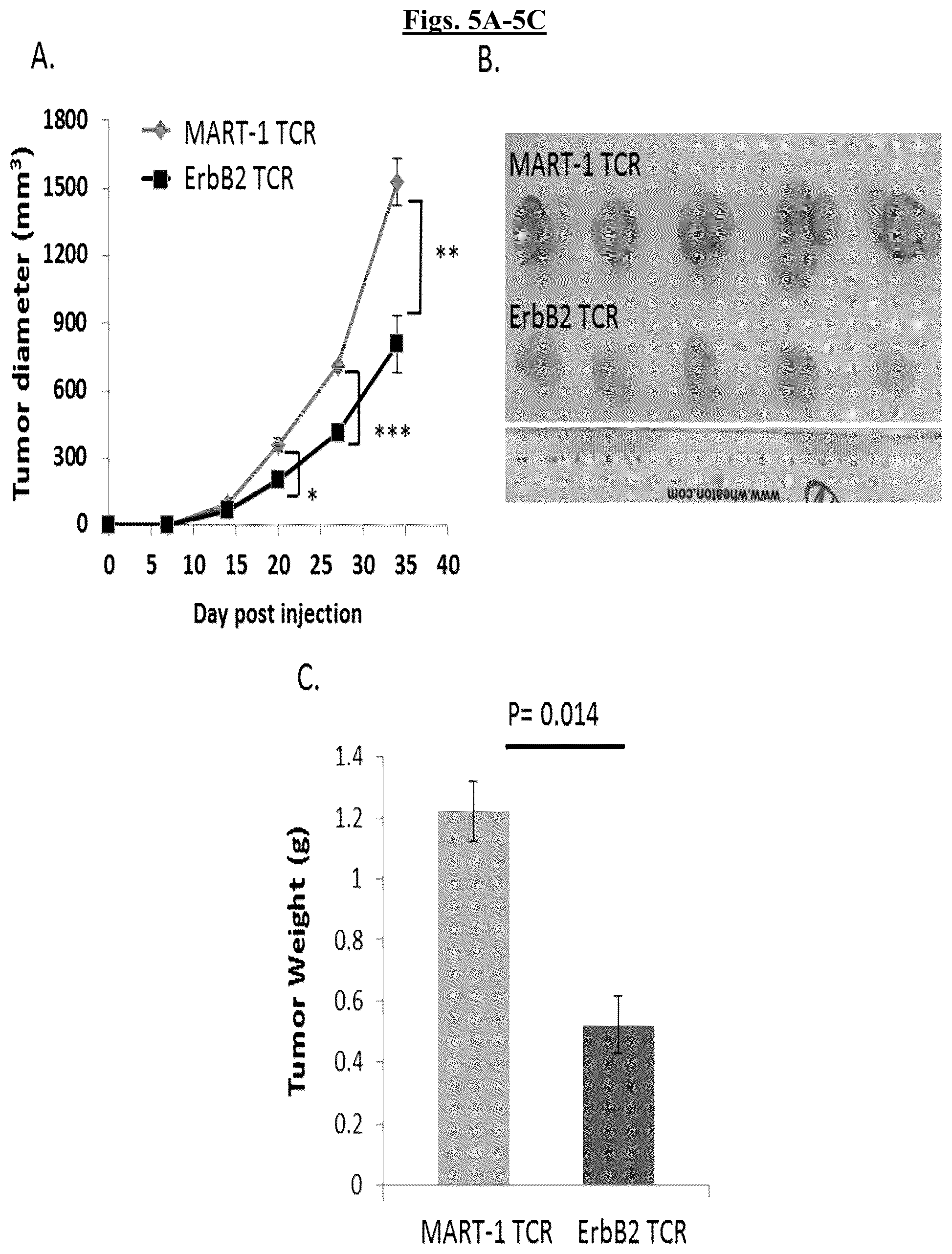 Patent US12448431 Figure 6 – Fully-human T-cell receptor specific for the 369-377 epitope derived from the Her2/neu (ERBB2) receptor protein