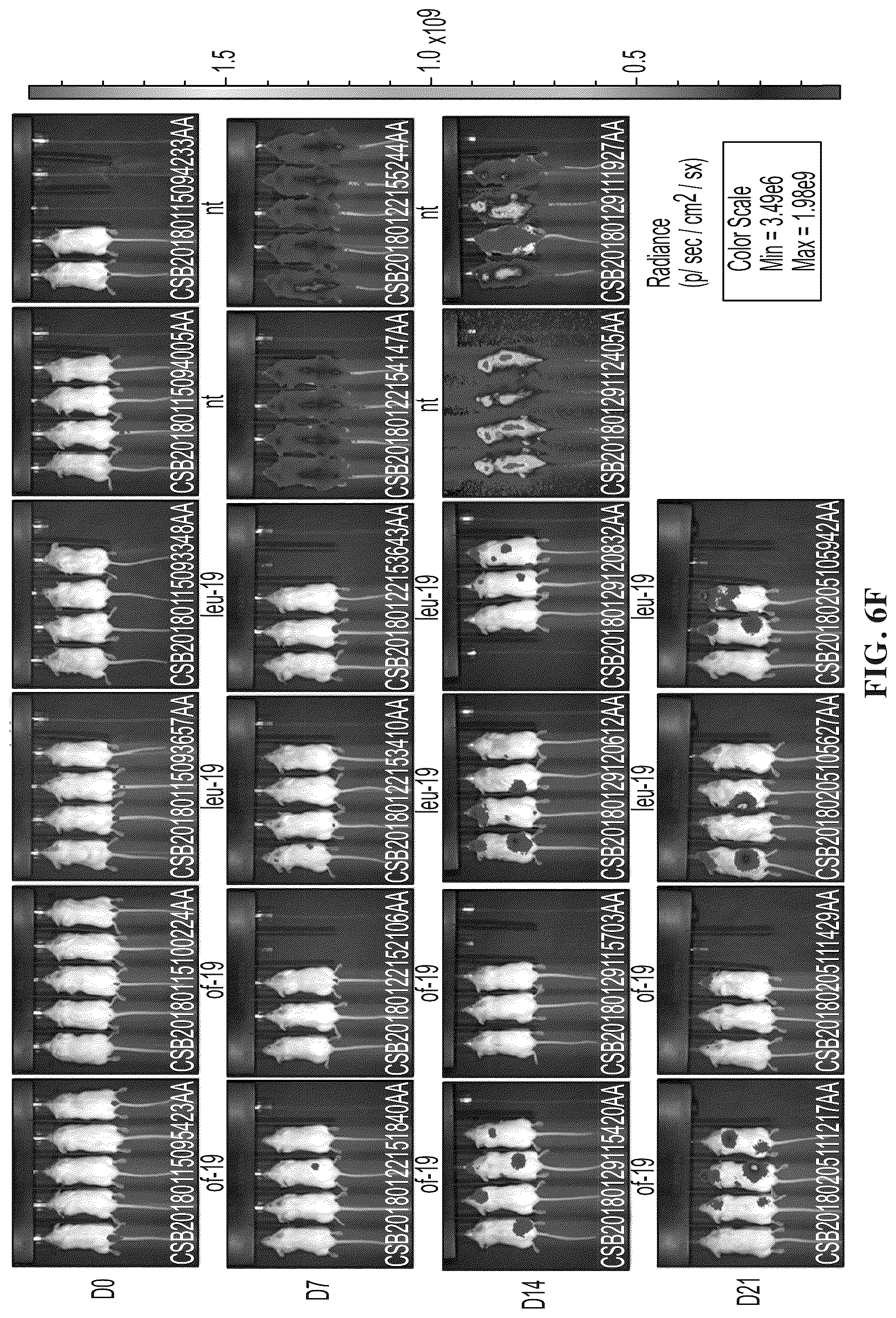 Patent US12448432 Figure 8 – Combined chimeric antigen receptor targeting CD19 and CD20 and application thereof
