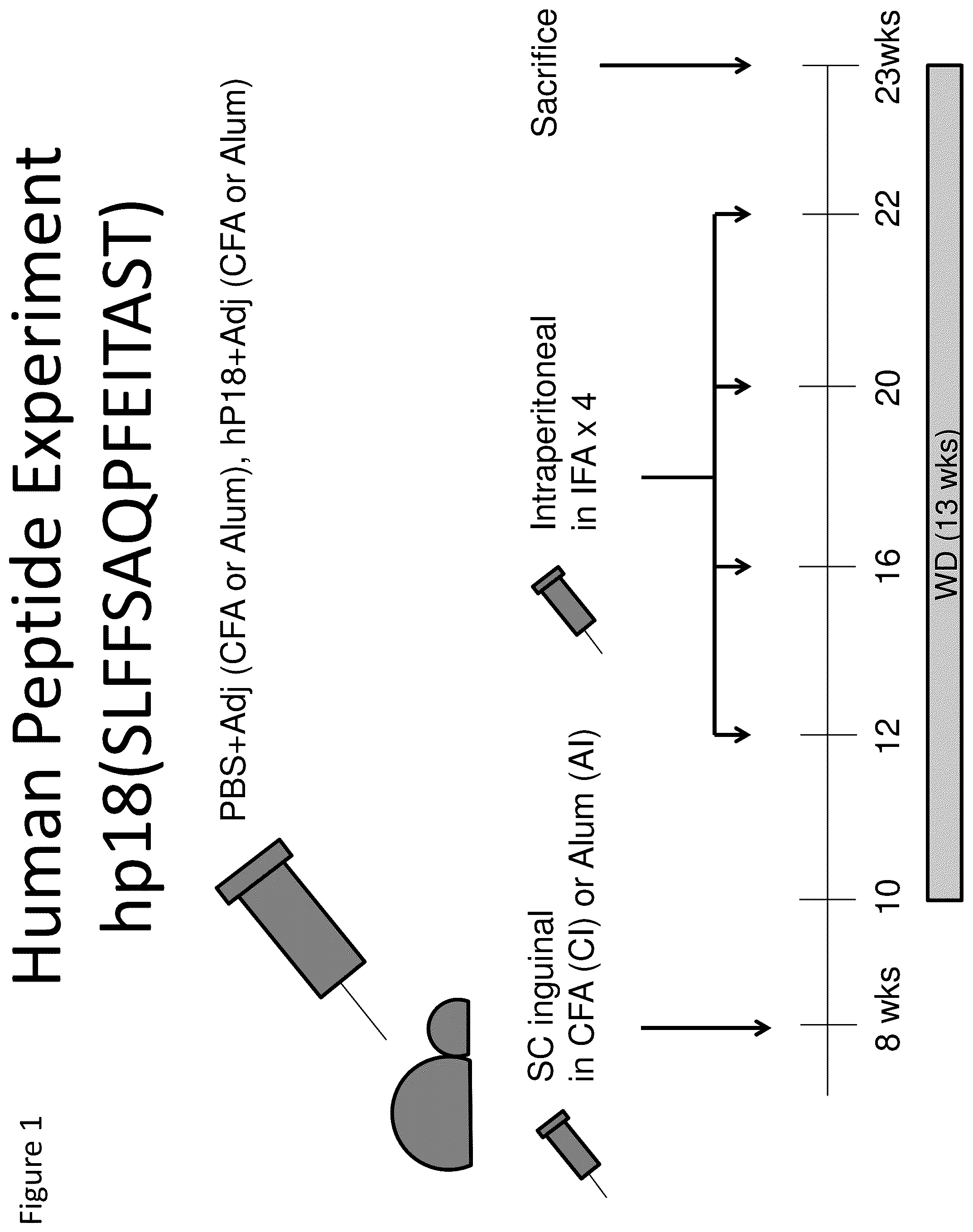 Patent US12448433 — Human ApoB100 epitopes, methods and uses for modulating inflammatory responses, and treating adverse cardiovascular events, disease and atherosclerosis — Figure 1