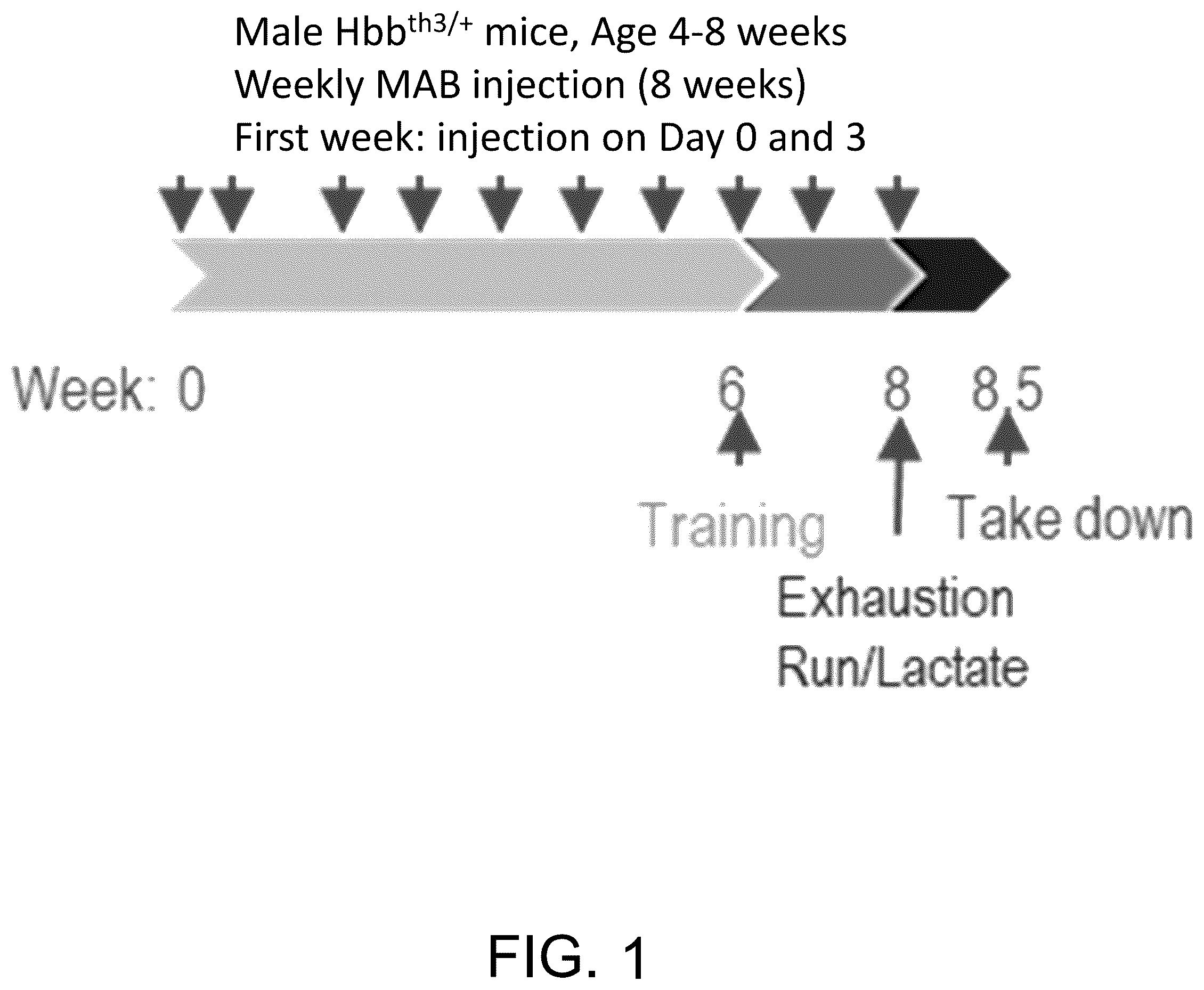 Patent US12448435 Figure 1 – Anti-TMPRSS6 antibodies and uses thereof