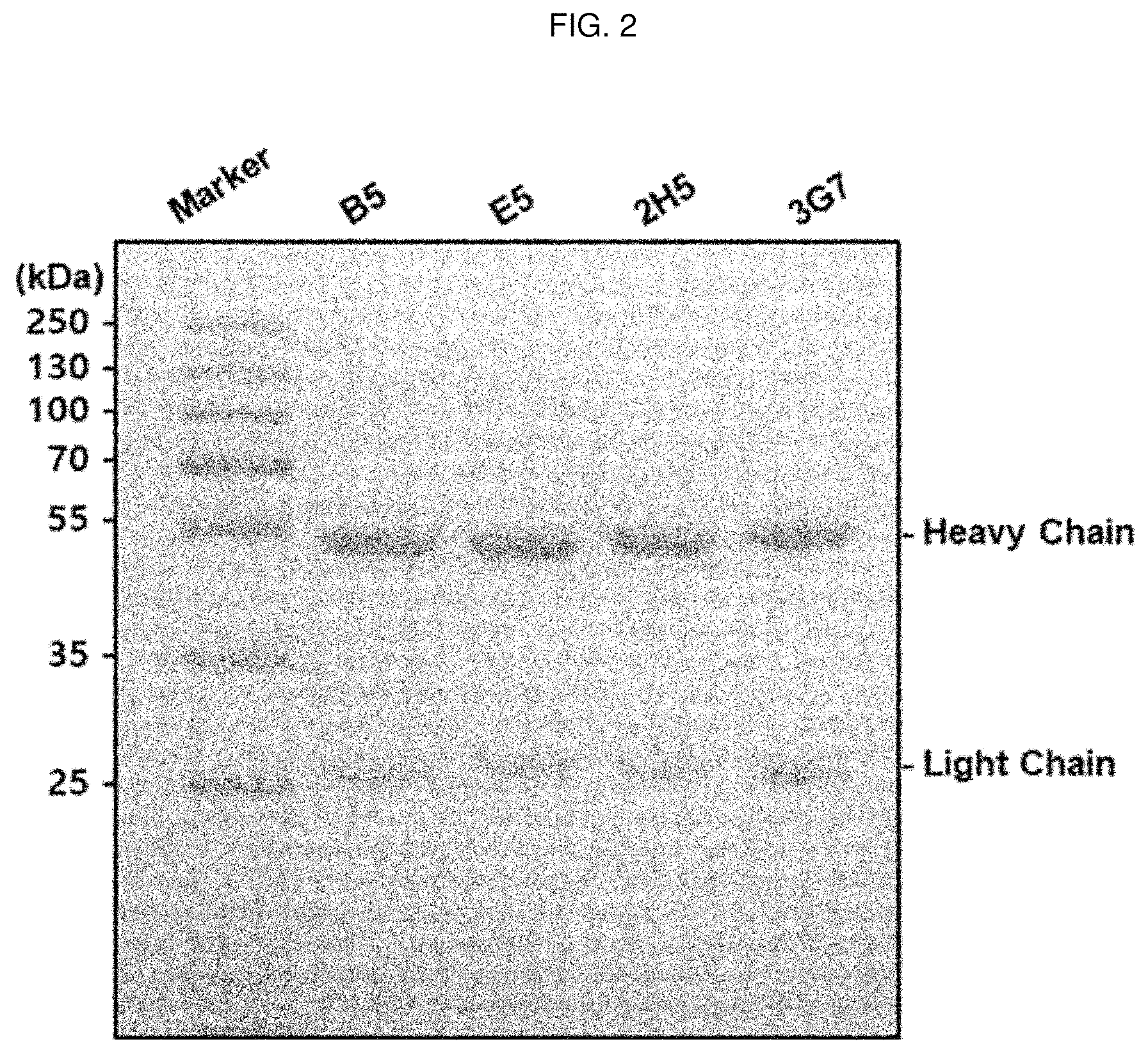 Patent US12448436 Figure 2 – Antibody specifically binding to GRP94 or antigen-binding fragment thereof, and uses thereof
