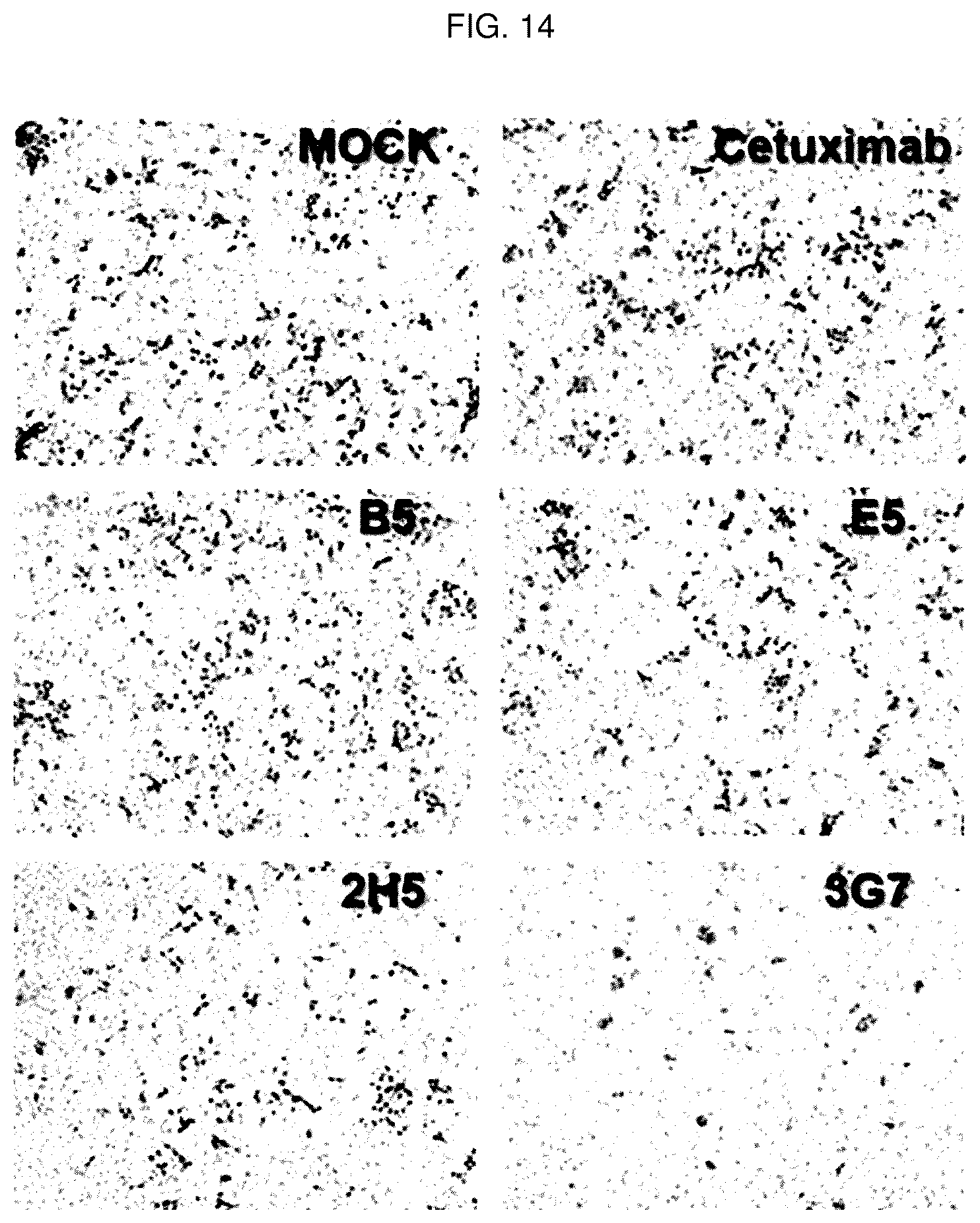 Patent US12448436 Figure 14 – Antibody specifically binding to GRP94 or antigen-binding fragment thereof, and uses thereof