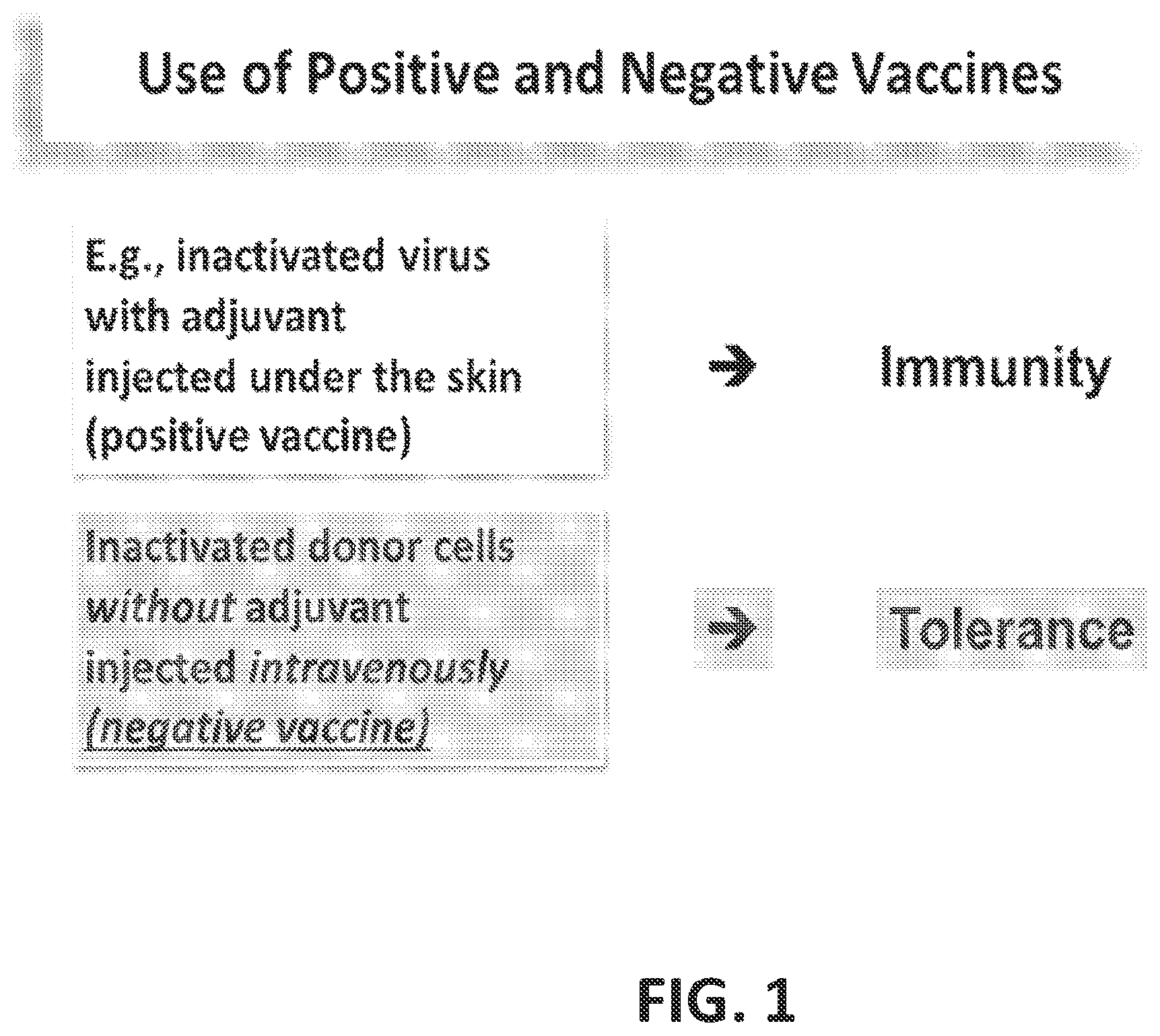 Patent US12448437 — Transplant tolerance induction with carbodiimide treated tolerizing vaccine — Figure 1
