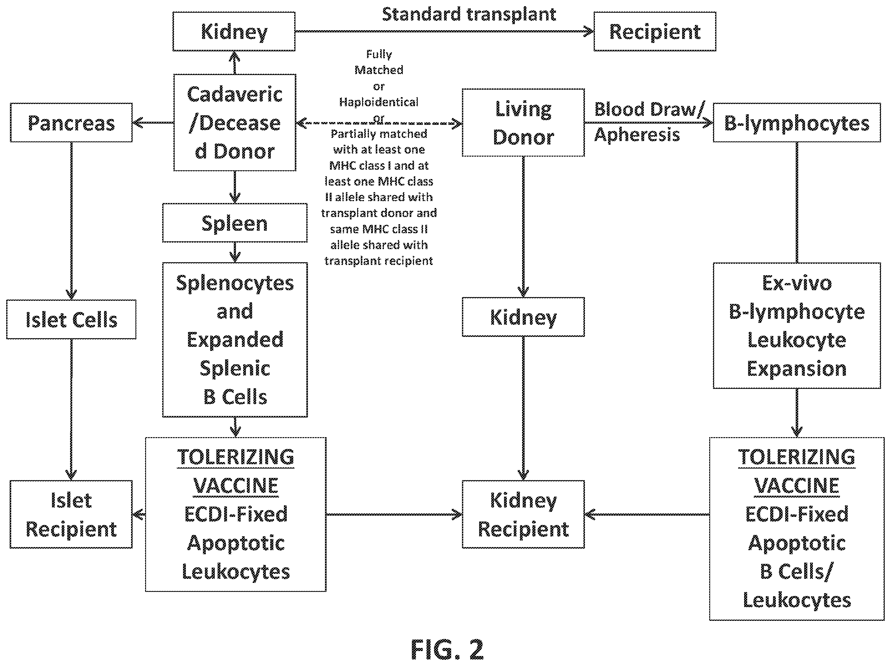 Patent US12448437 Figure 2 – Transplant tolerance induction with carbodiimide treated tolerizing vaccine