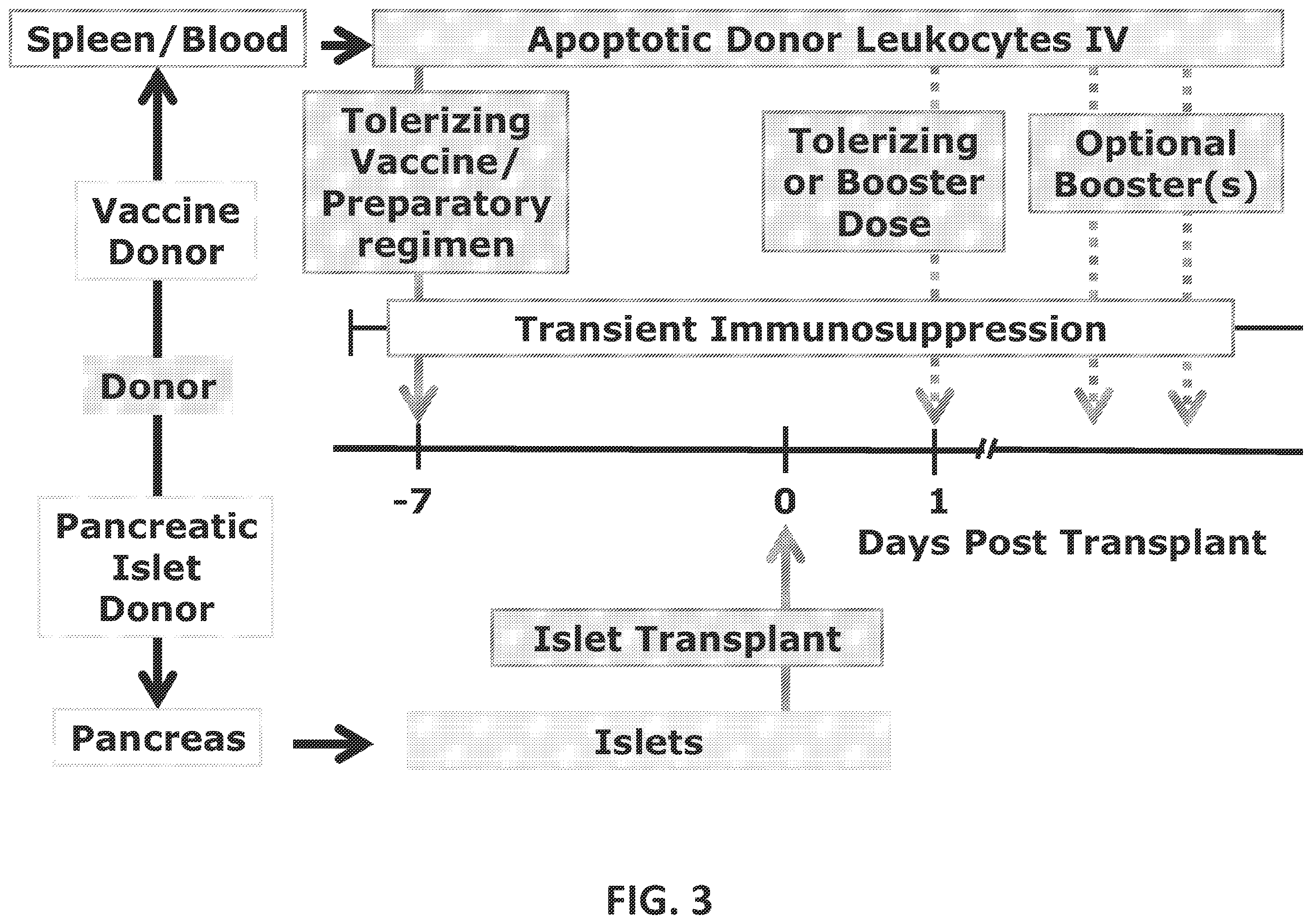 Patent US12448437 Figure 3 – Transplant tolerance induction with carbodiimide treated tolerizing vaccine