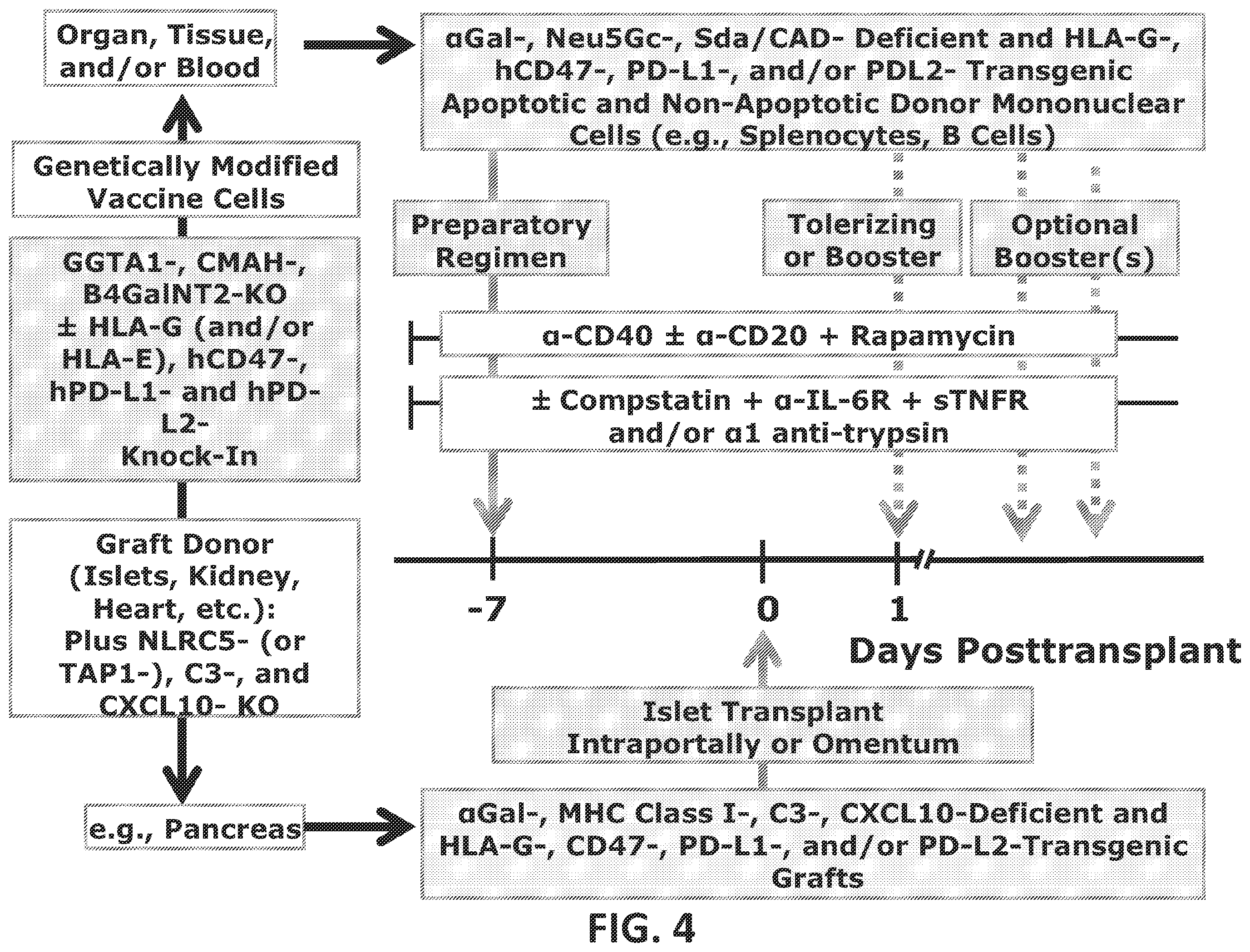 Patent US12448437 Figure 4 – Transplant tolerance induction with carbodiimide treated tolerizing vaccine