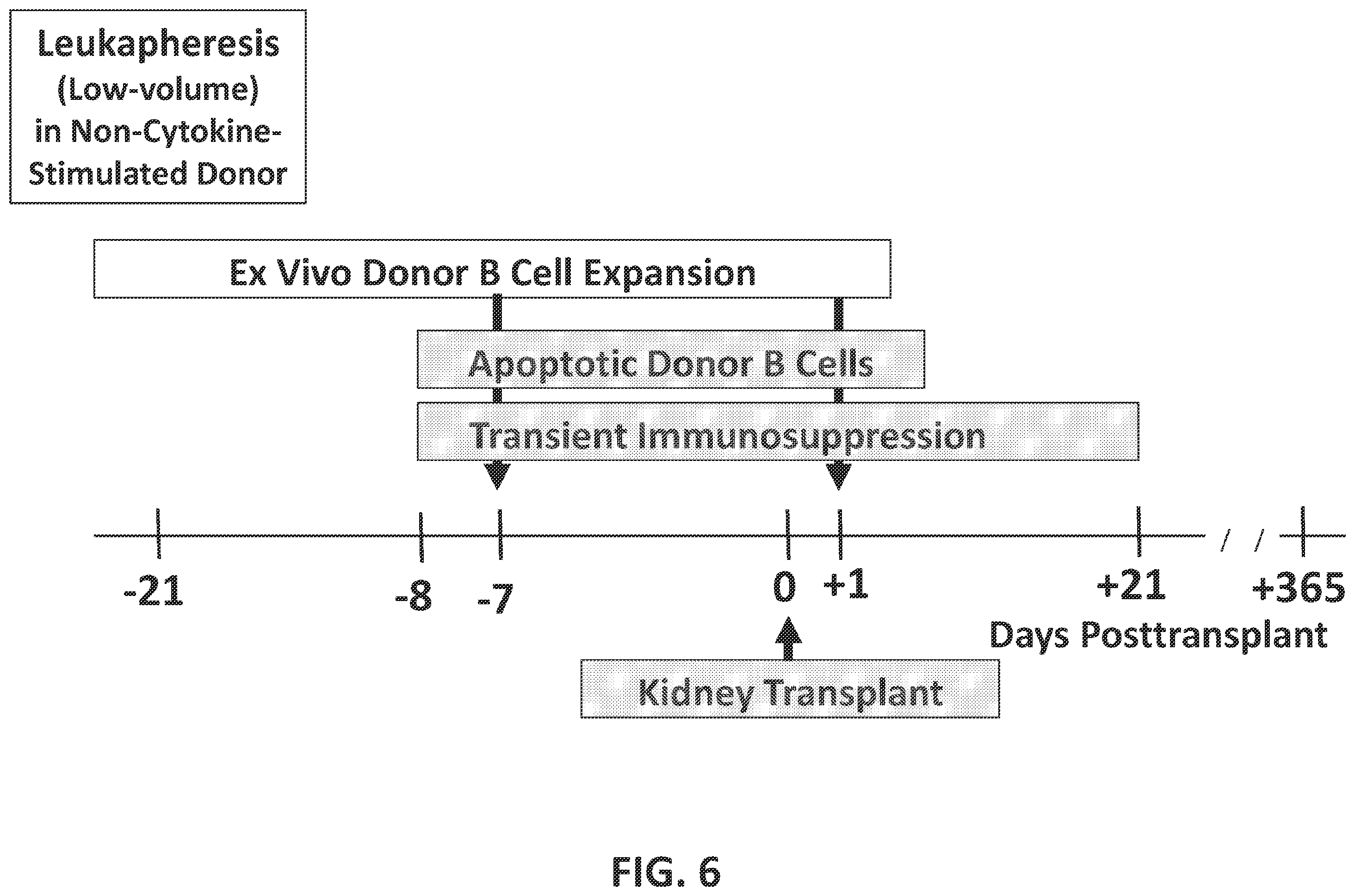 Patent US12448437 Figure 6 – Transplant tolerance induction with carbodiimide treated tolerizing vaccine