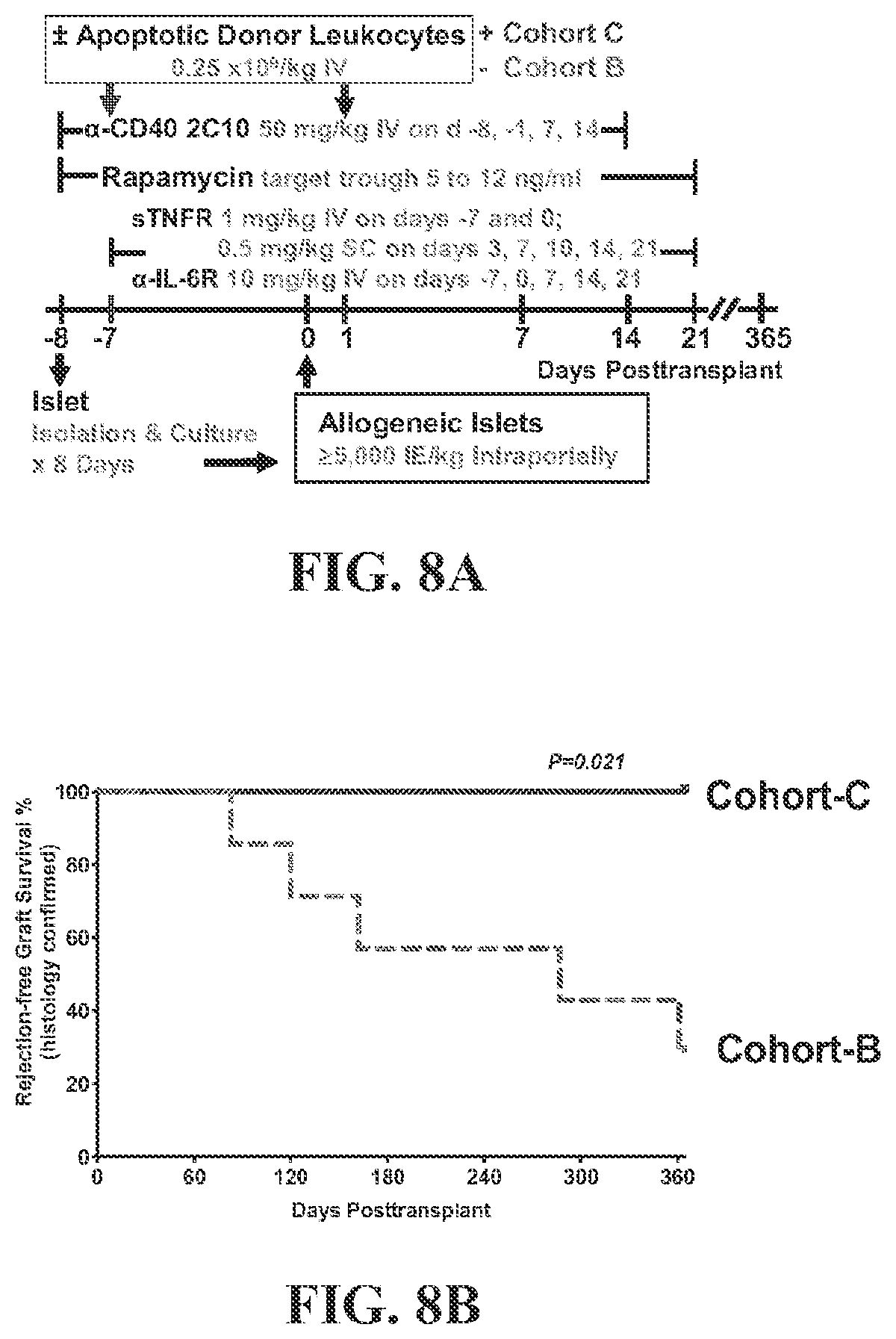 Patent US12448437 Figure 8 – Transplant tolerance induction with carbodiimide treated tolerizing vaccine