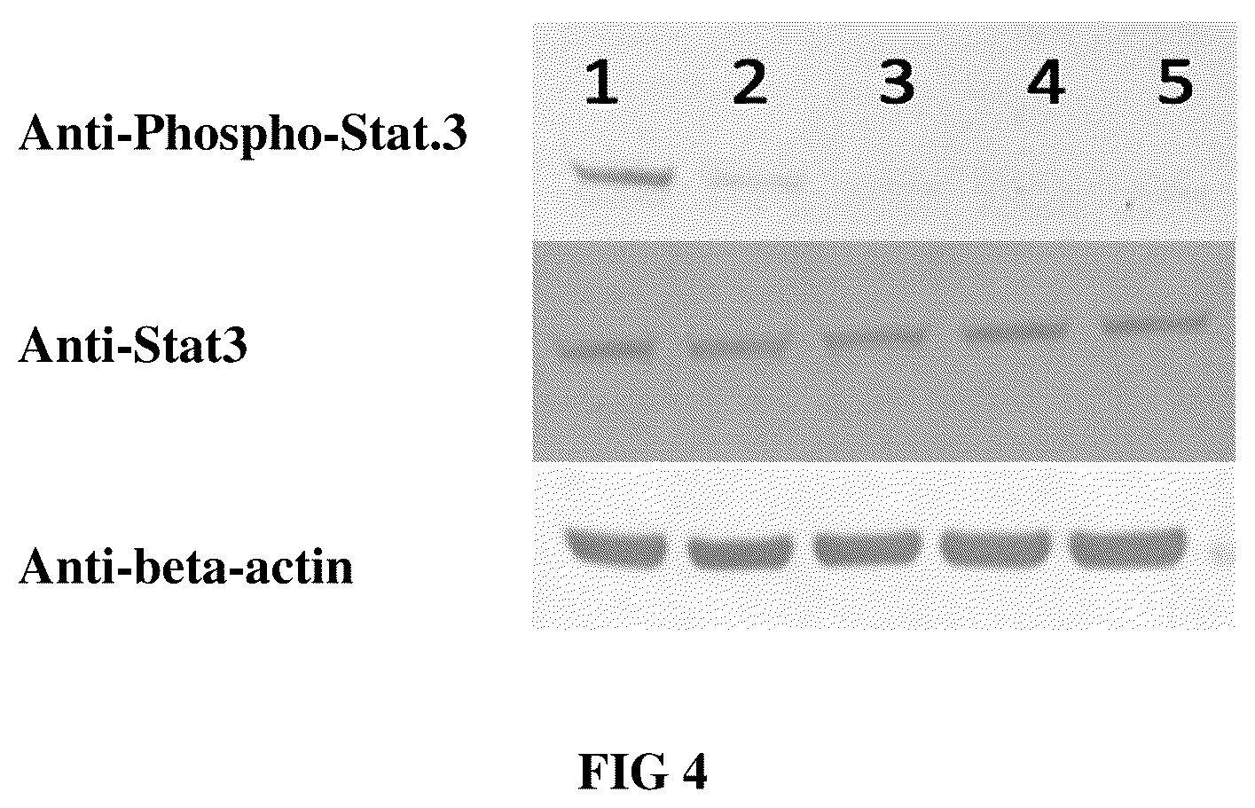 Patent US12448438 Figure 4 – Anti-IL31 antibodies for veterinary use