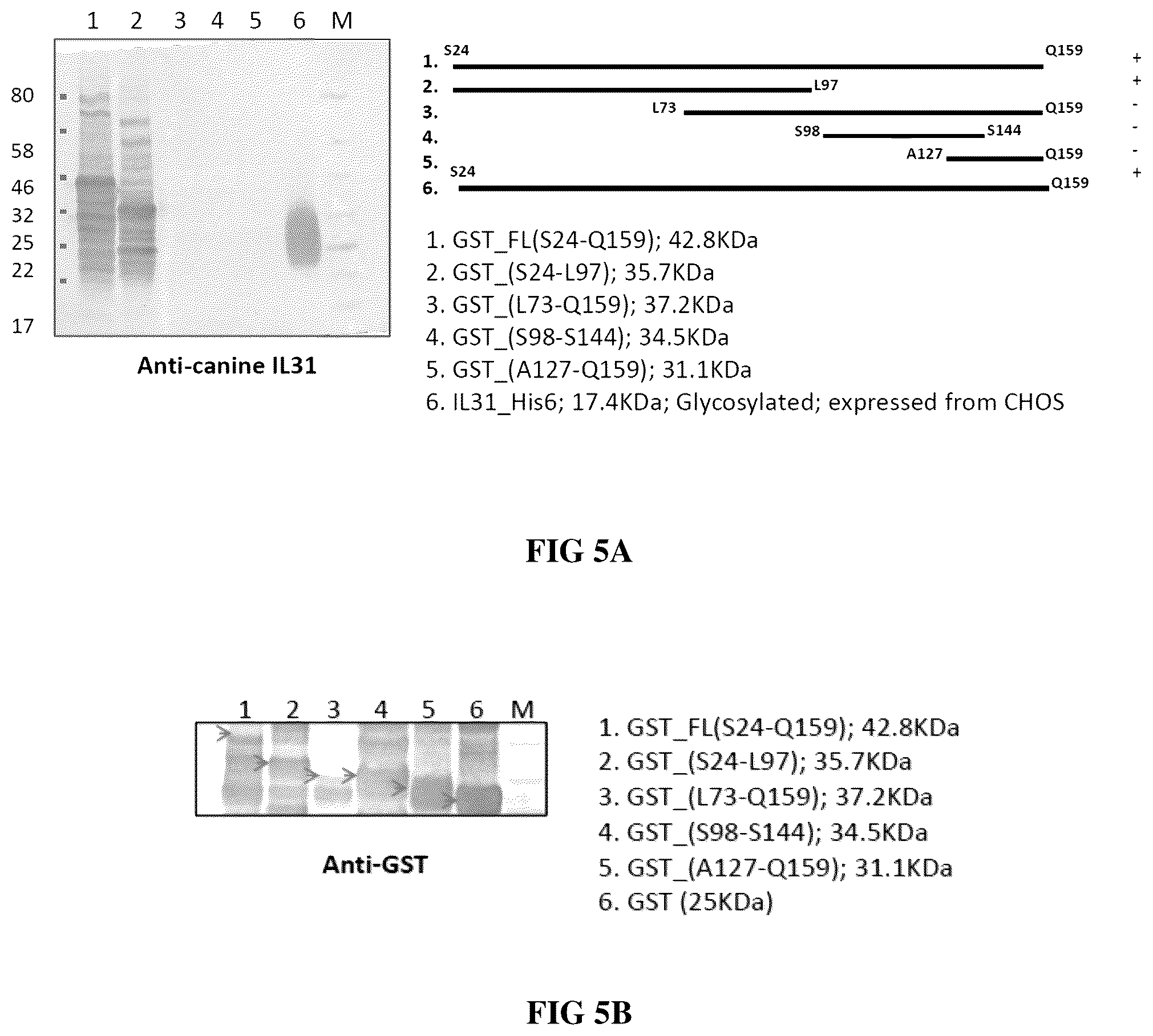 Patent US12448438 Figure 5 – Anti-IL31 antibodies for veterinary use