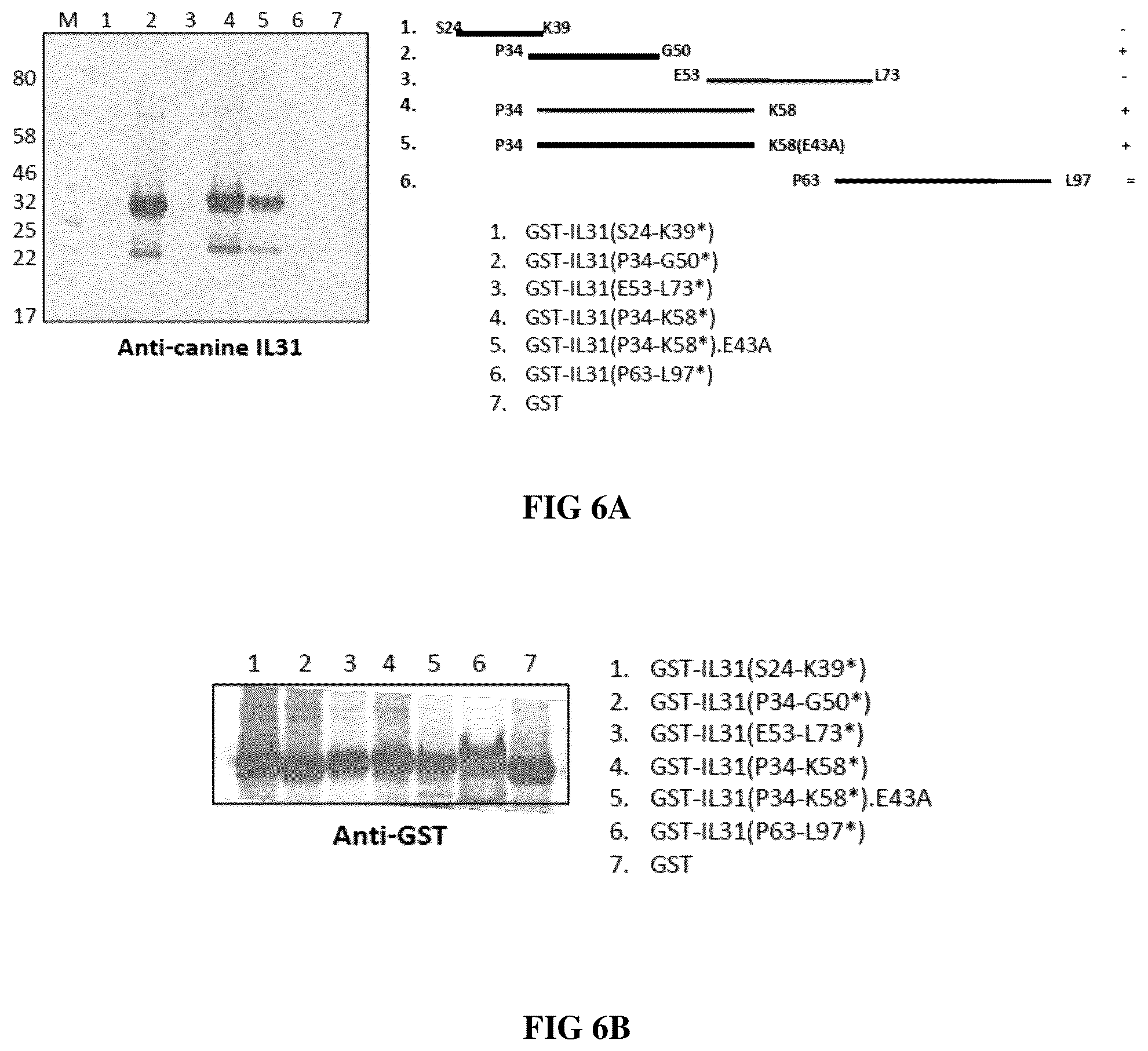 Patent US12448438 Figure 6 – Anti-IL31 antibodies for veterinary use