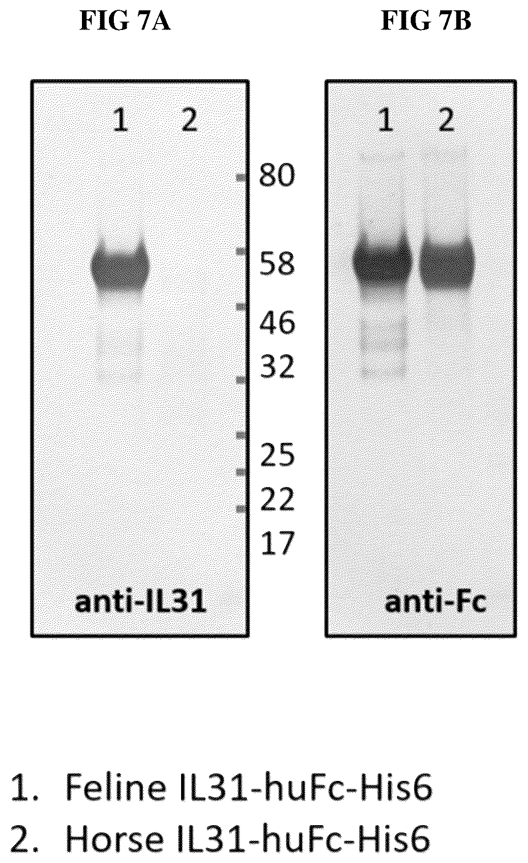 Patent US12448438 Figure 7 – Anti-IL31 antibodies for veterinary use