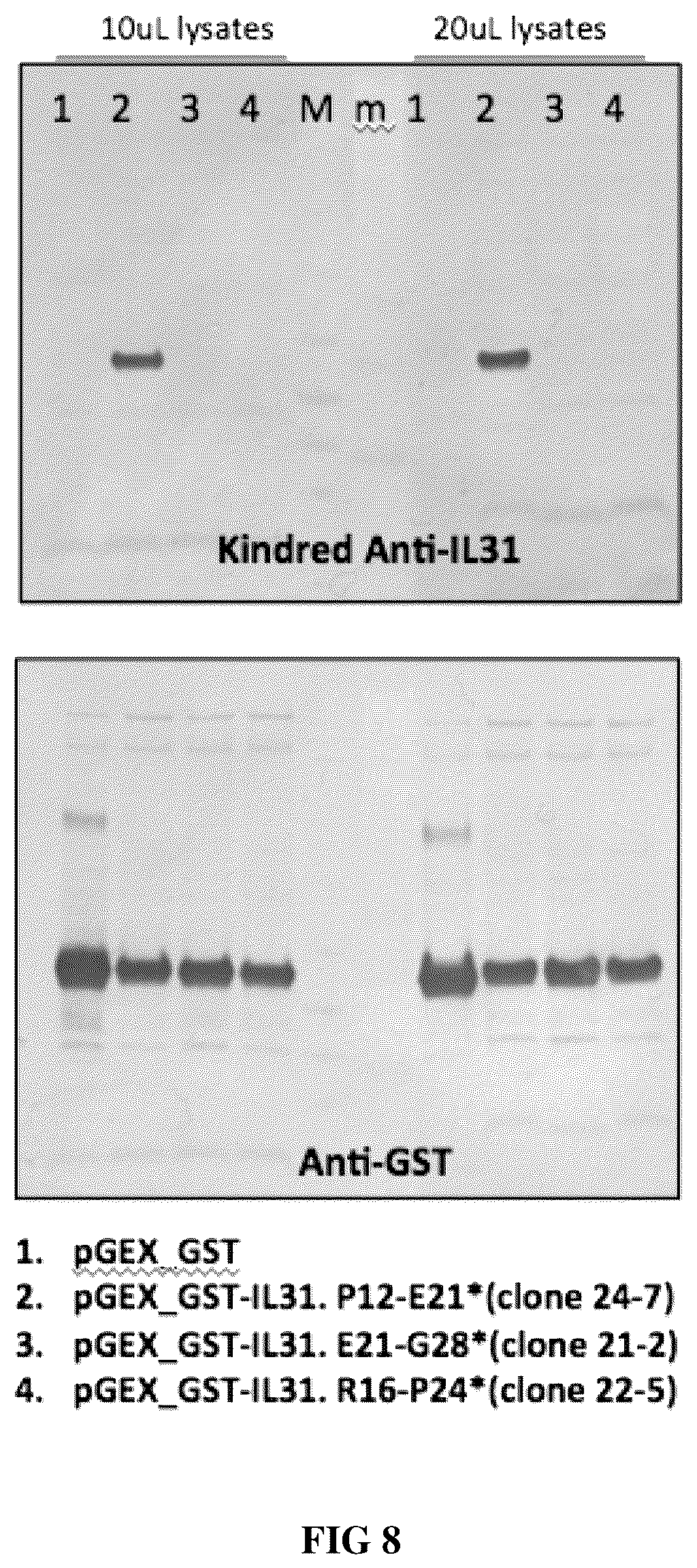 Patent US12448438 Figure 8 – Anti-IL31 antibodies for veterinary use